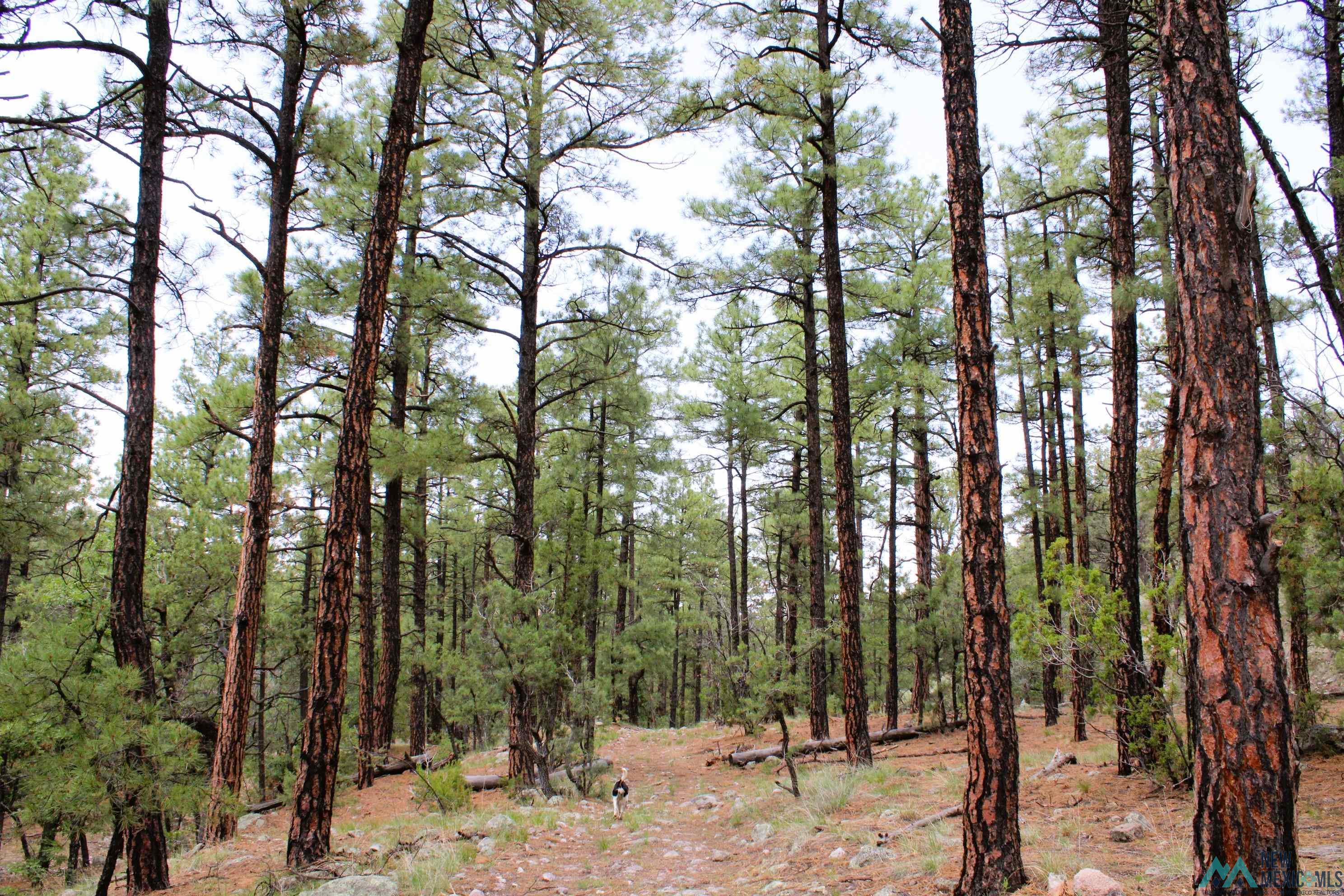 Elk Haven Forest Road 234, Magdalena, Texas image 17