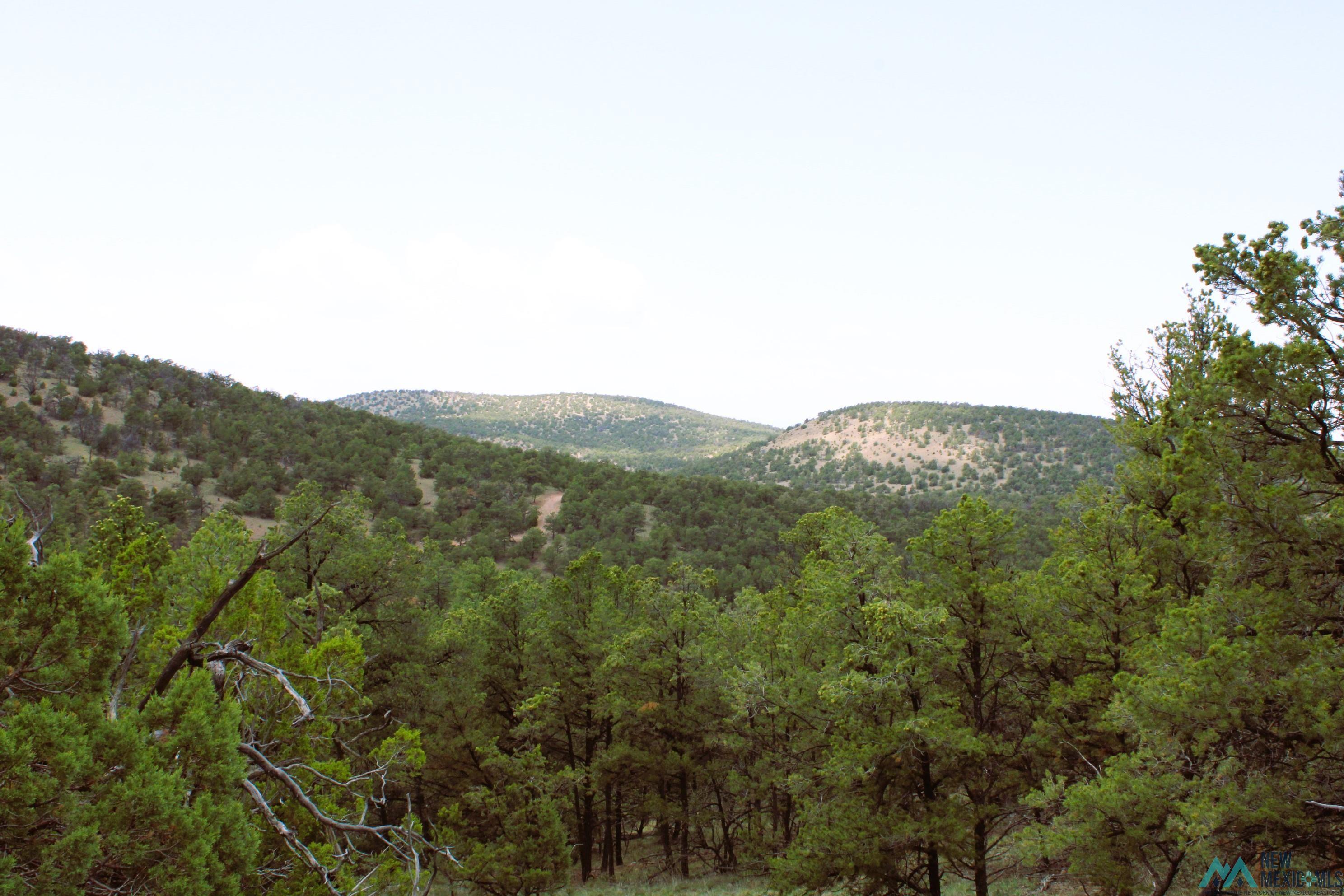 Elk Haven Forest Road 234, Magdalena, Texas image 8