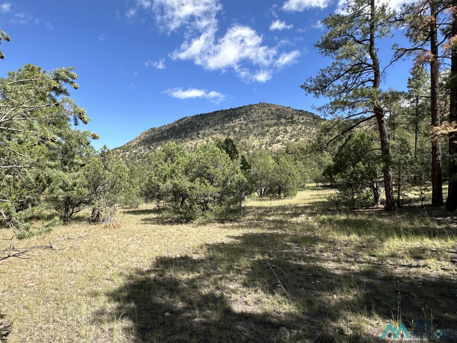 Elk Haven Forest Road 234, Magdalena, Texas image 31