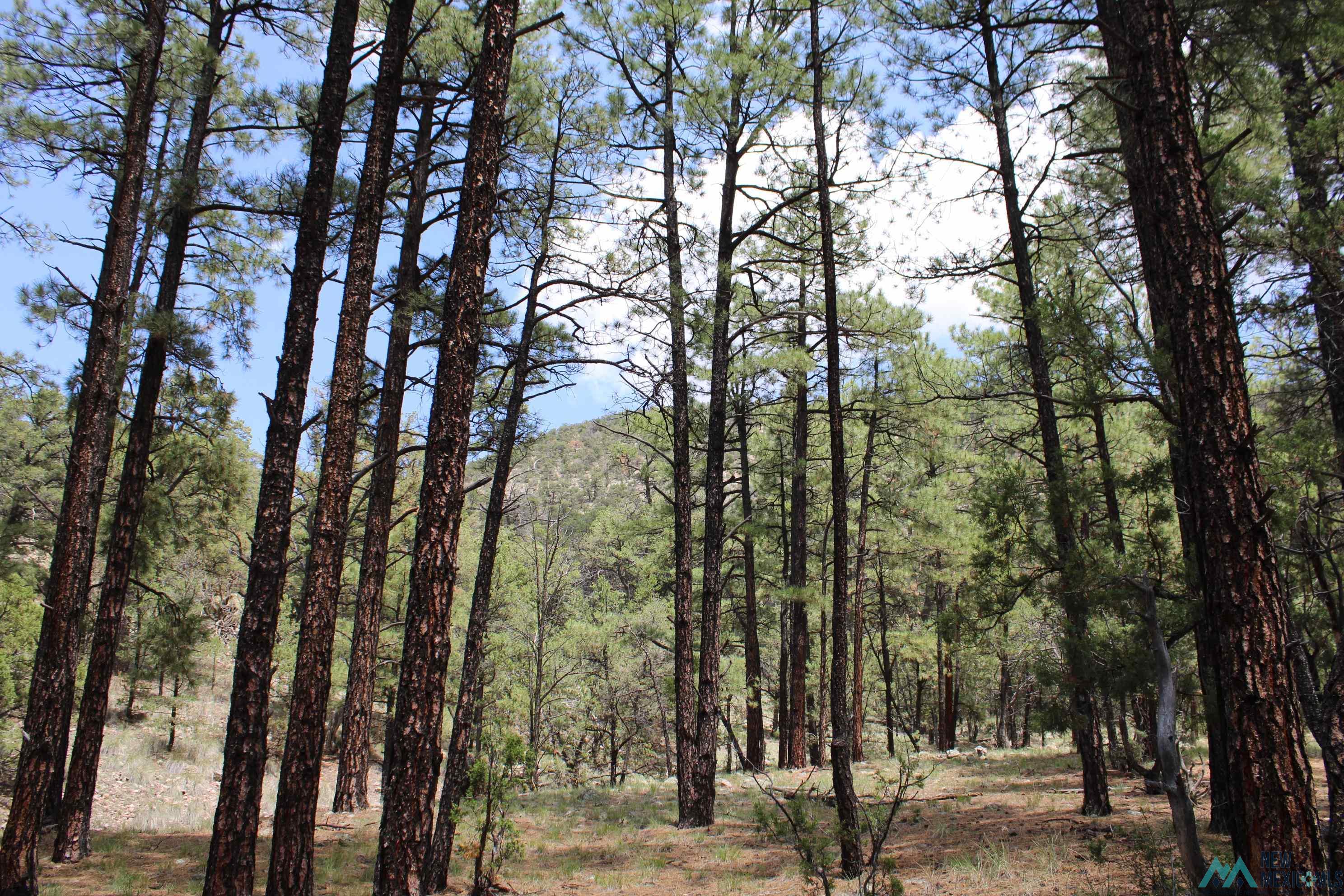 Elk Haven Forest Road 234, Magdalena, Texas image 18