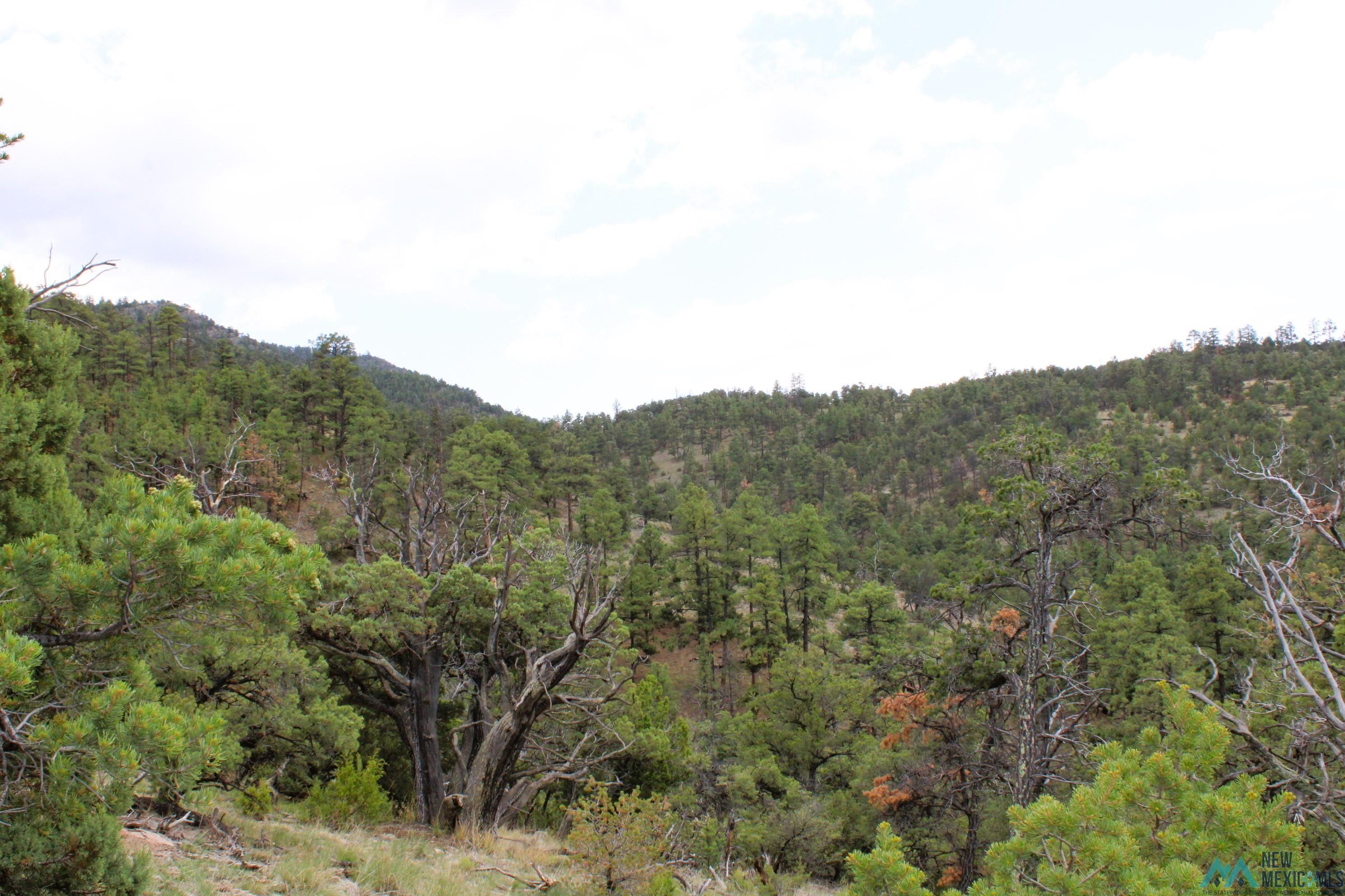 Elk Haven Forest Road 234, Magdalena, Texas image 9