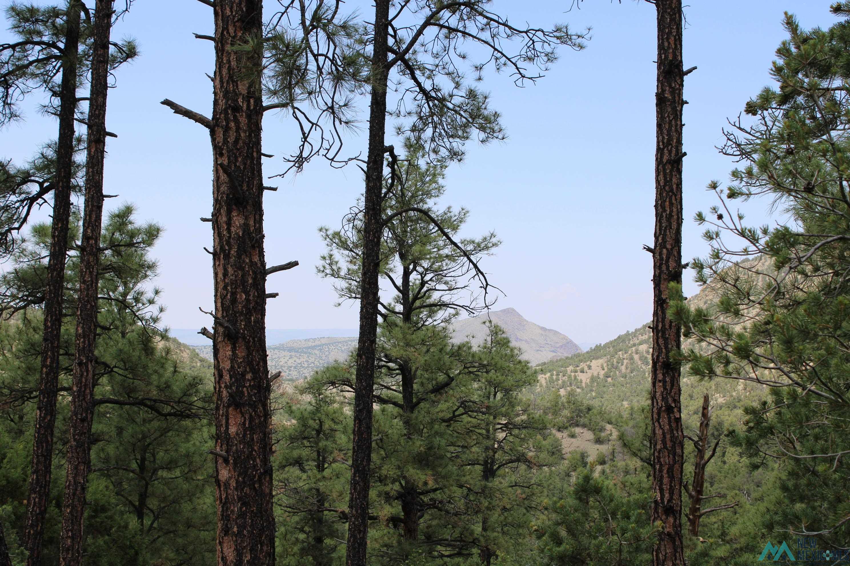 Elk Haven Forest Road 234, Magdalena, Texas image 13