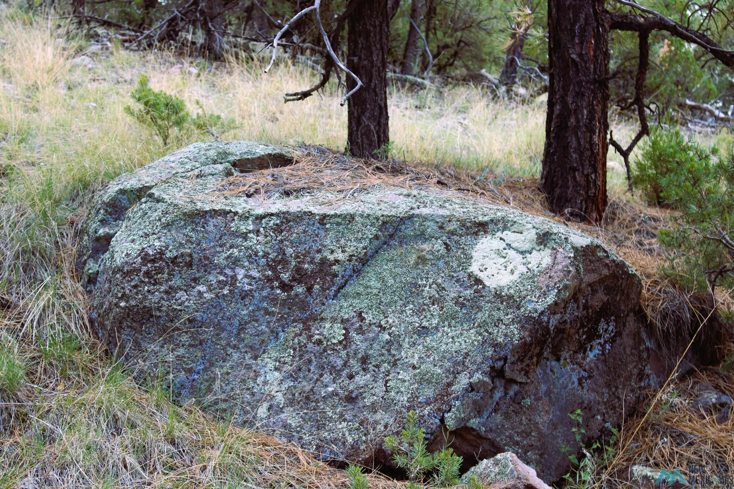 Elk Haven Forest Road 234, Magdalena, Texas image 12