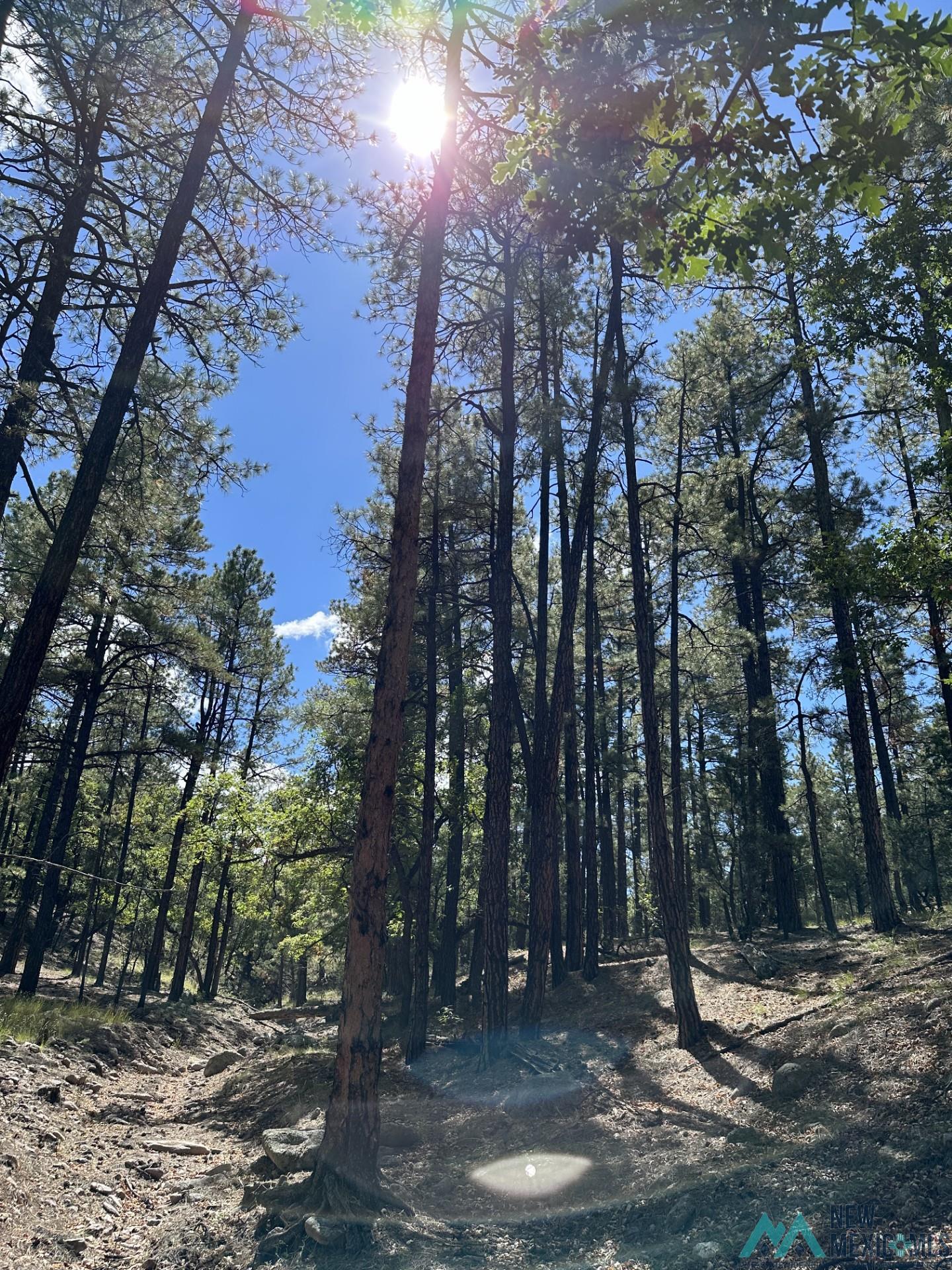 Elk Haven Forest Road 234, Magdalena, Texas image 26