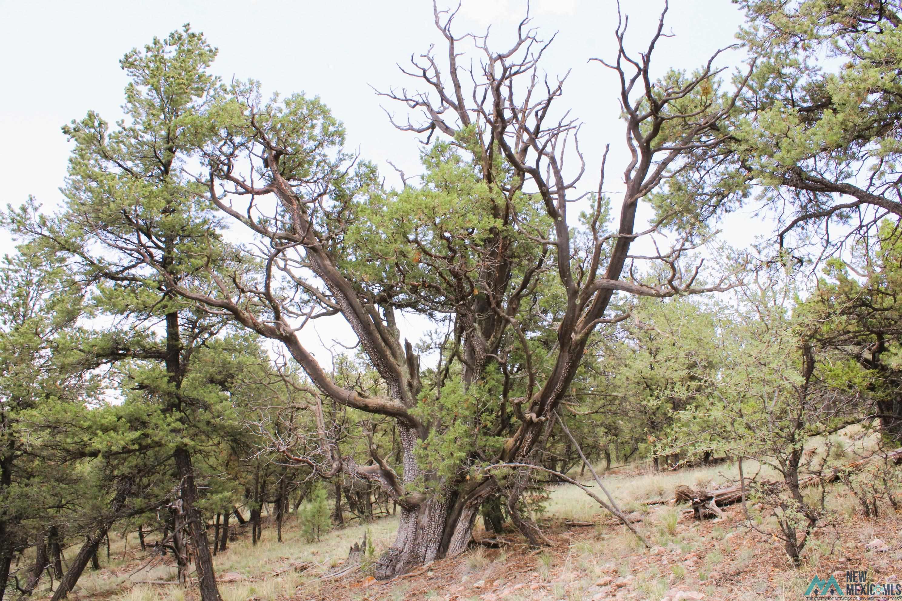 Elk Haven Forest Road 234, Magdalena, Texas image 6