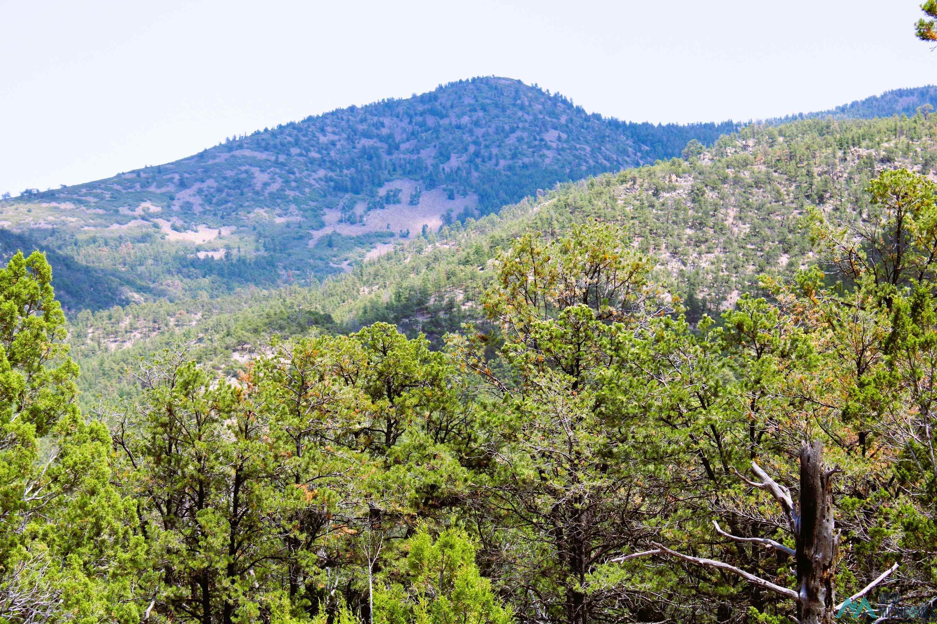 Elk Haven Forest Road 234, Magdalena, Texas image 2