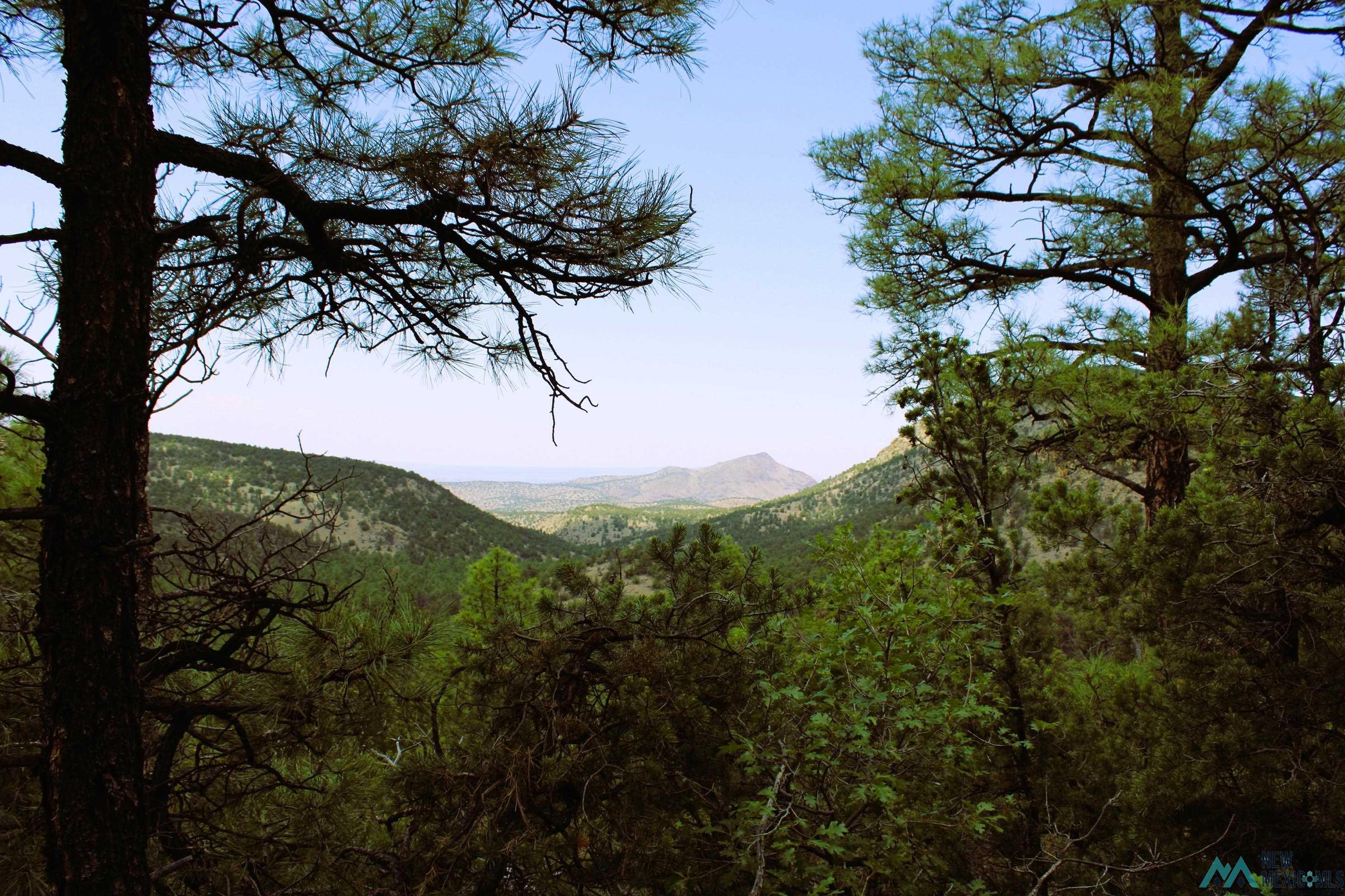 Elk Haven Forest Road 234, Magdalena, Texas image 11