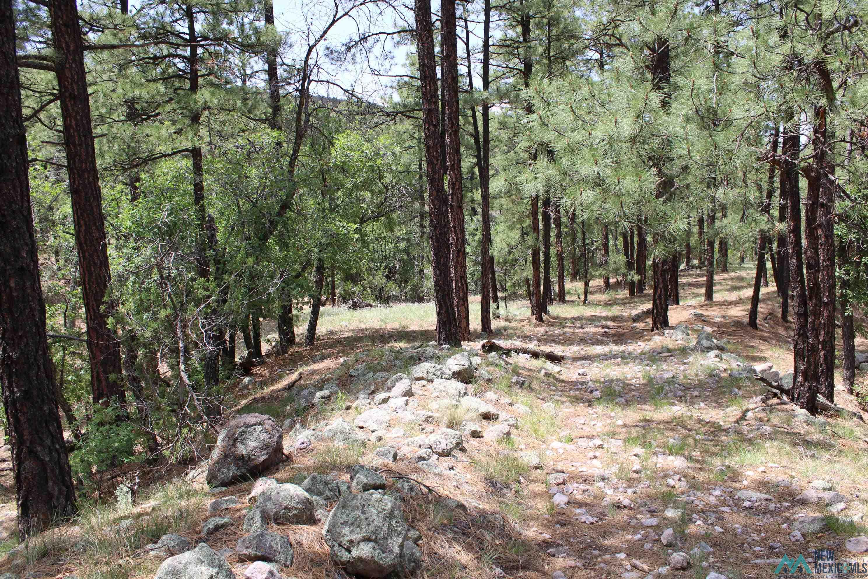 Elk Haven Forest Road 234, Magdalena, Texas image 19