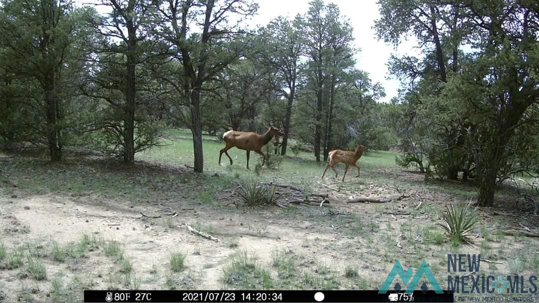 63 Indian Road, Fence Lake, Texas image 5