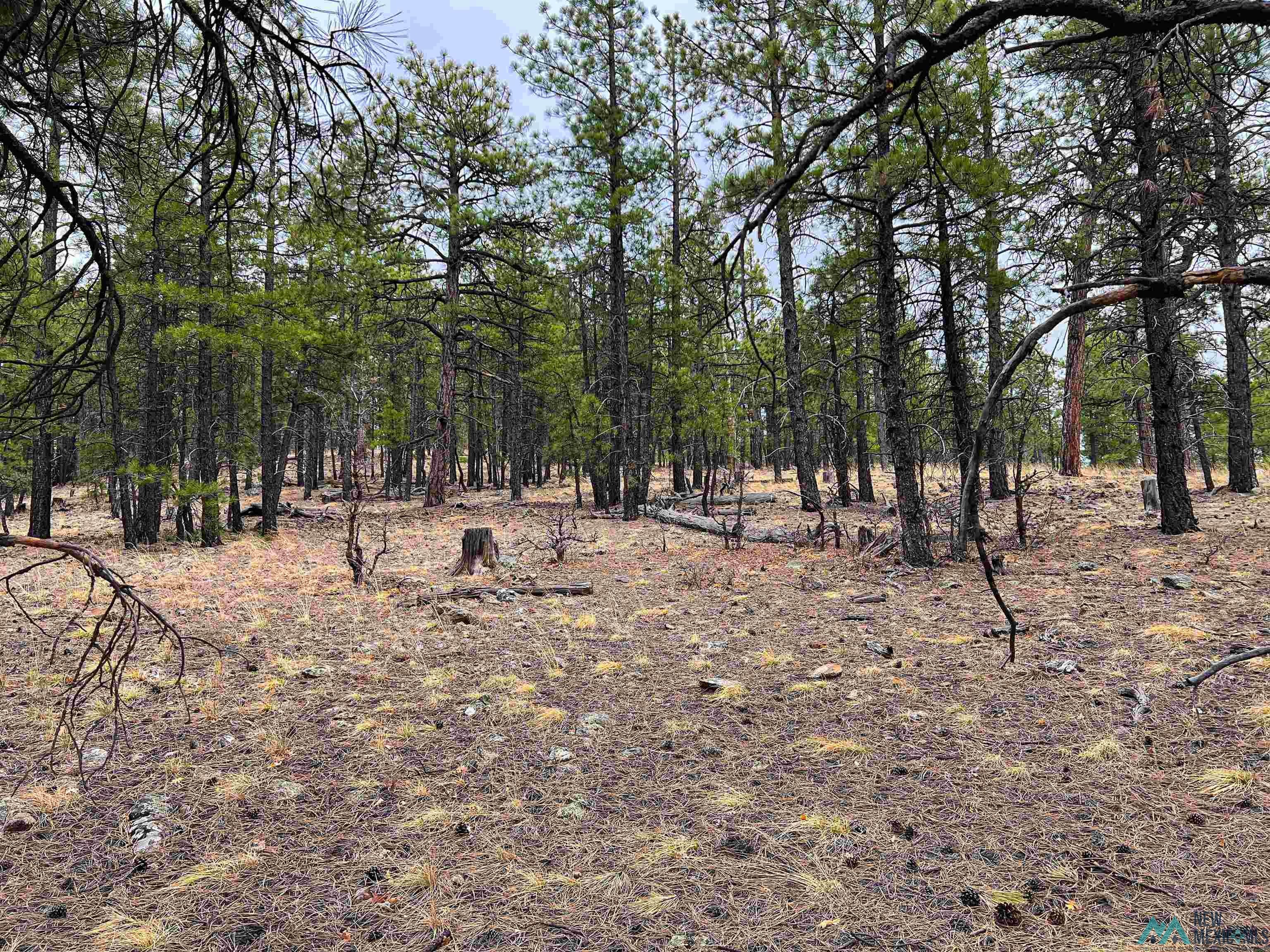 LOT 25A Forest 157 Road, Mcgaffey, Texas image 10