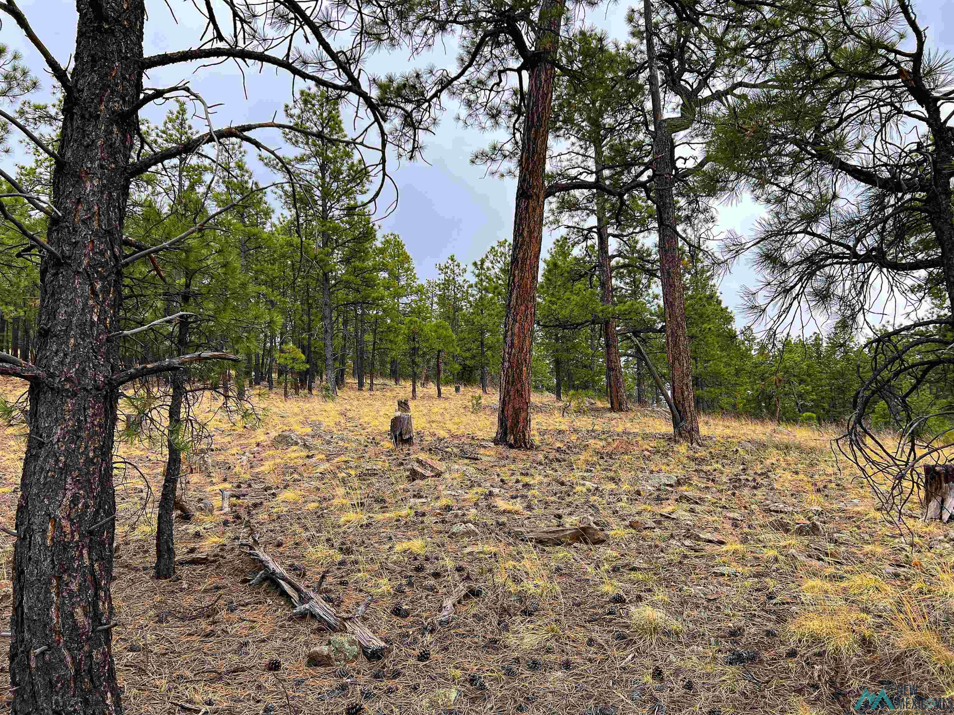 LOT 25A Forest 157 Road, Mcgaffey, Texas image 9