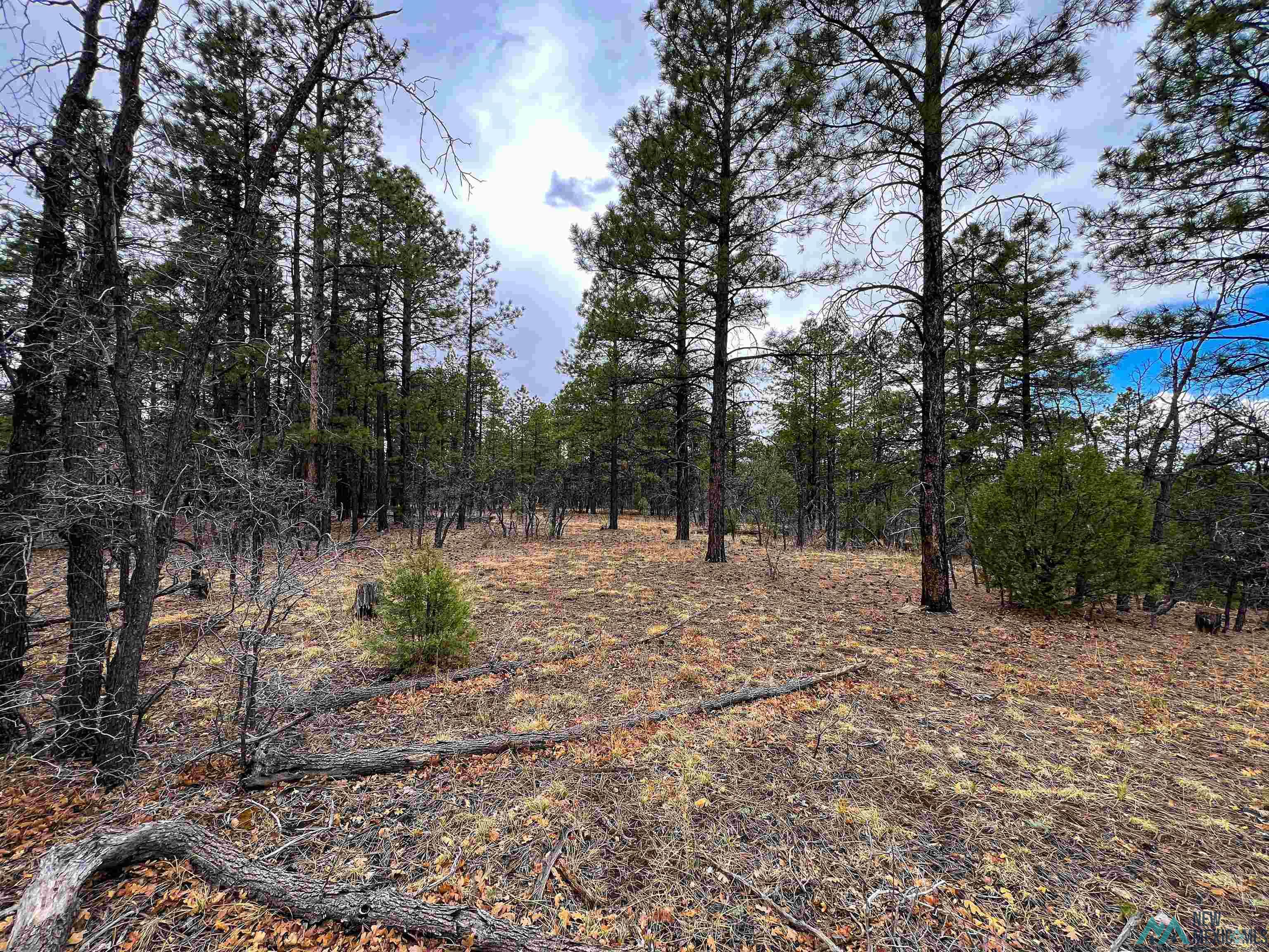 LOT 25A Forest 157 Road, Mcgaffey, Texas image 4