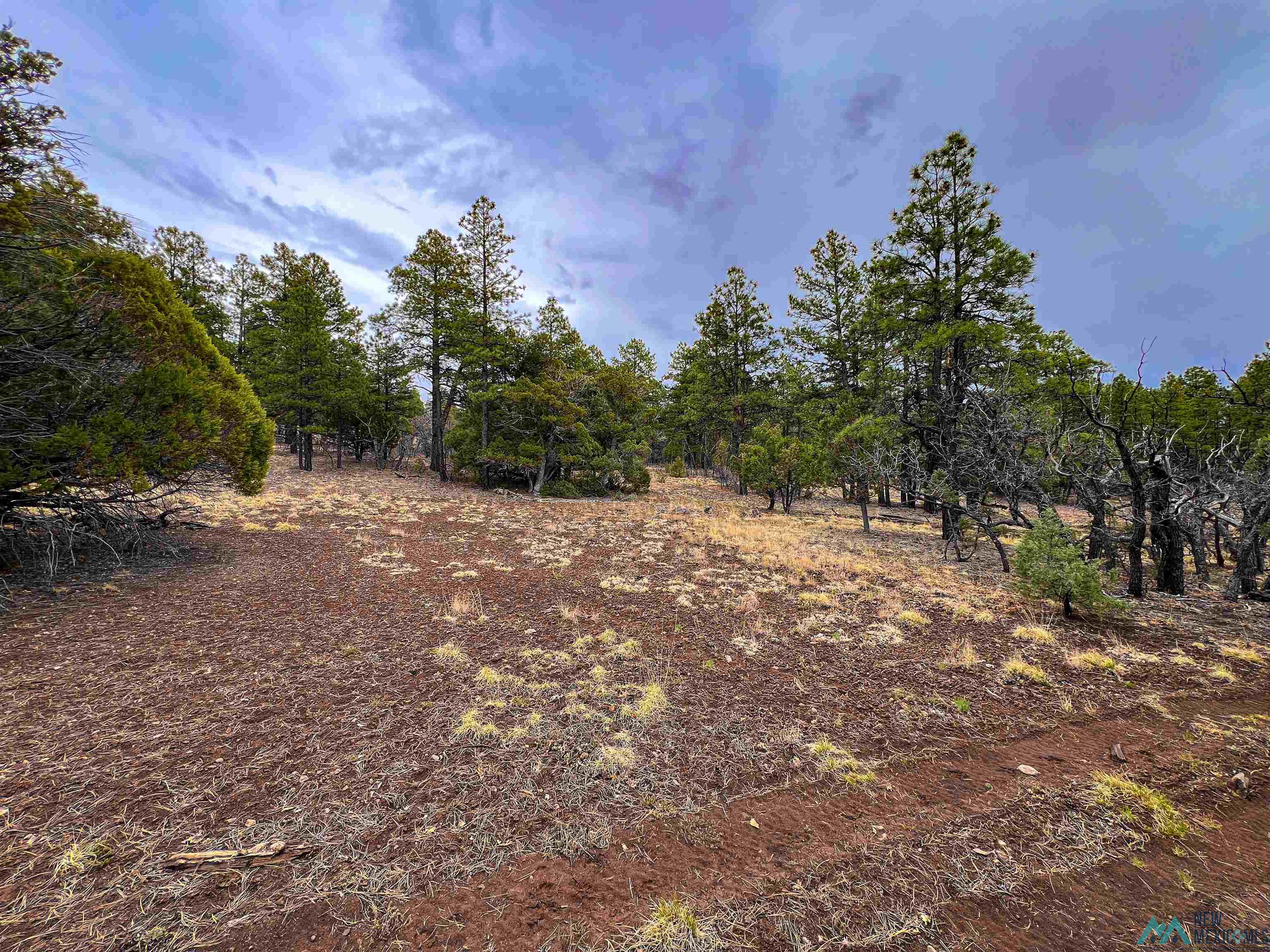 LOT 25A Forest 157 Road, Mcgaffey, Texas image 7