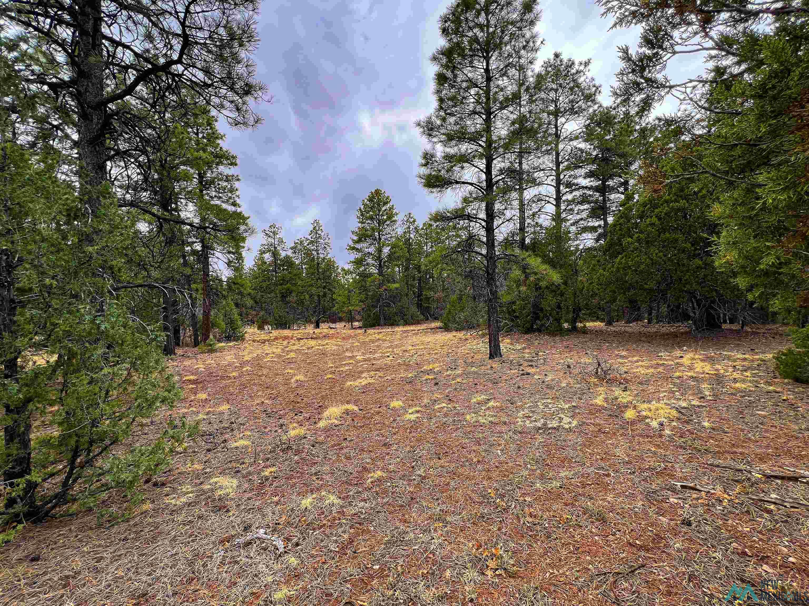 LOT 25A Forest 157 Road, Mcgaffey, Texas image 8