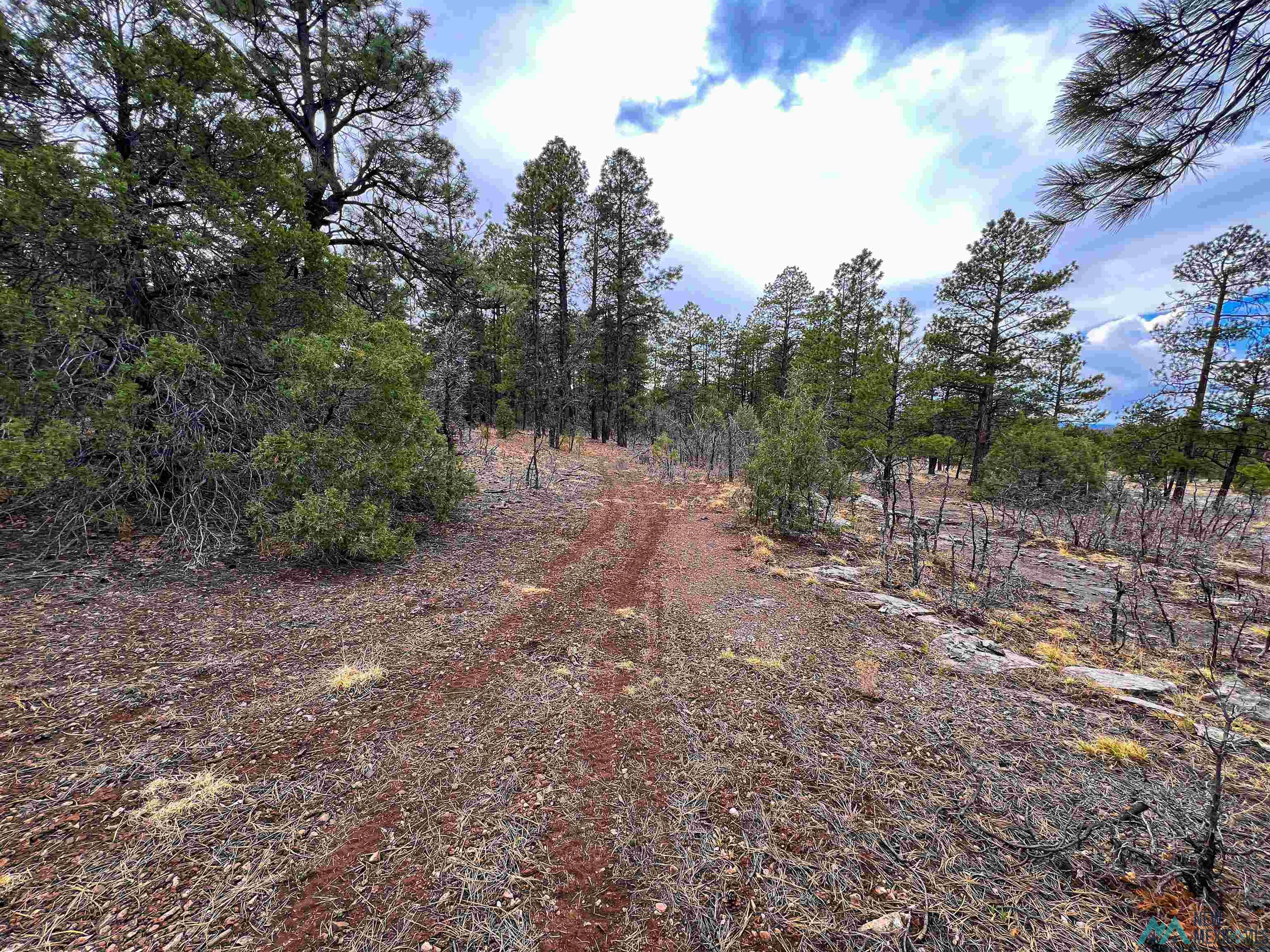 LOT 25A Forest 157 Road, Mcgaffey, Texas image 3