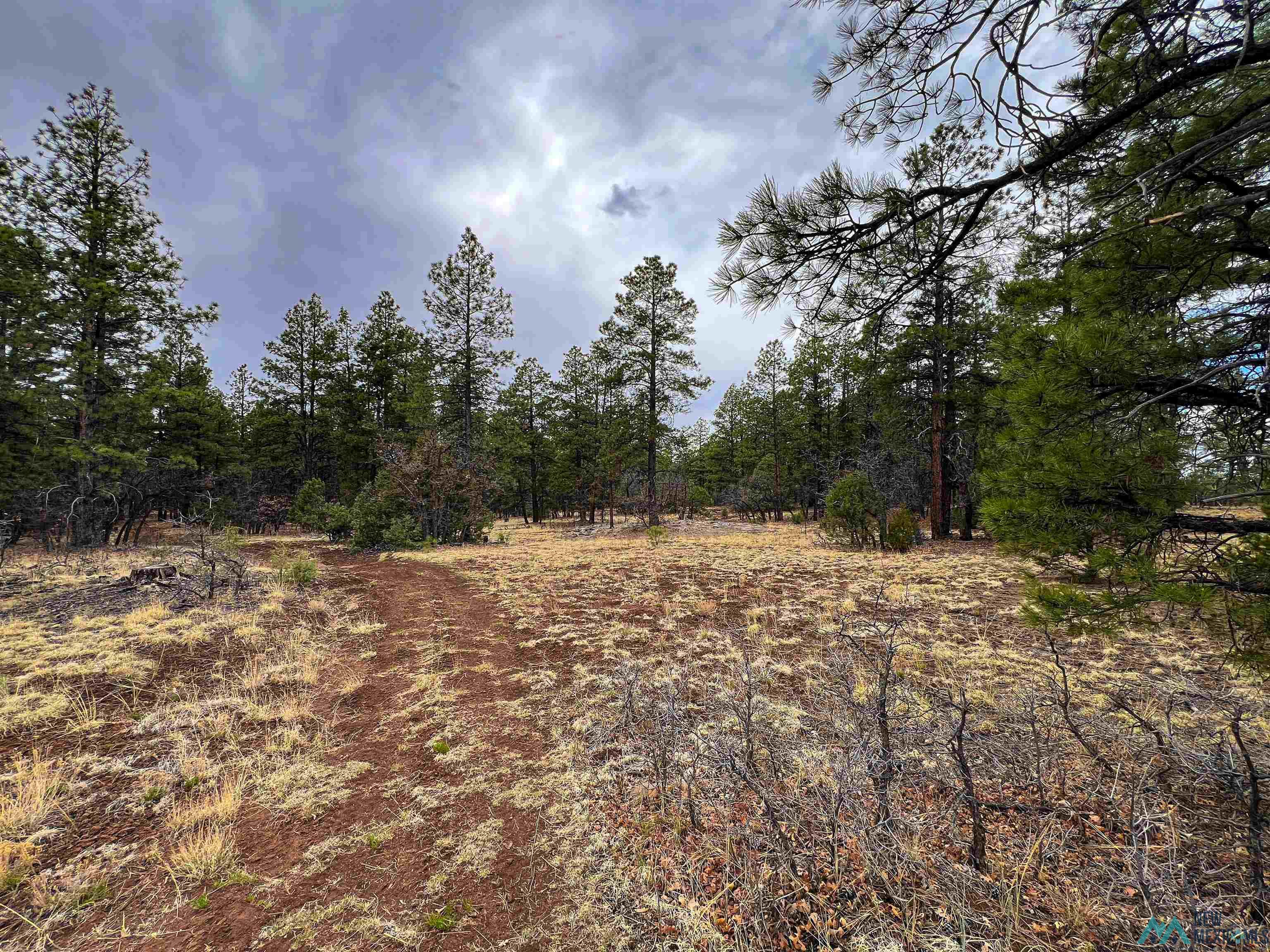 LOT 25A Forest 157 Road, Mcgaffey, Texas image 5