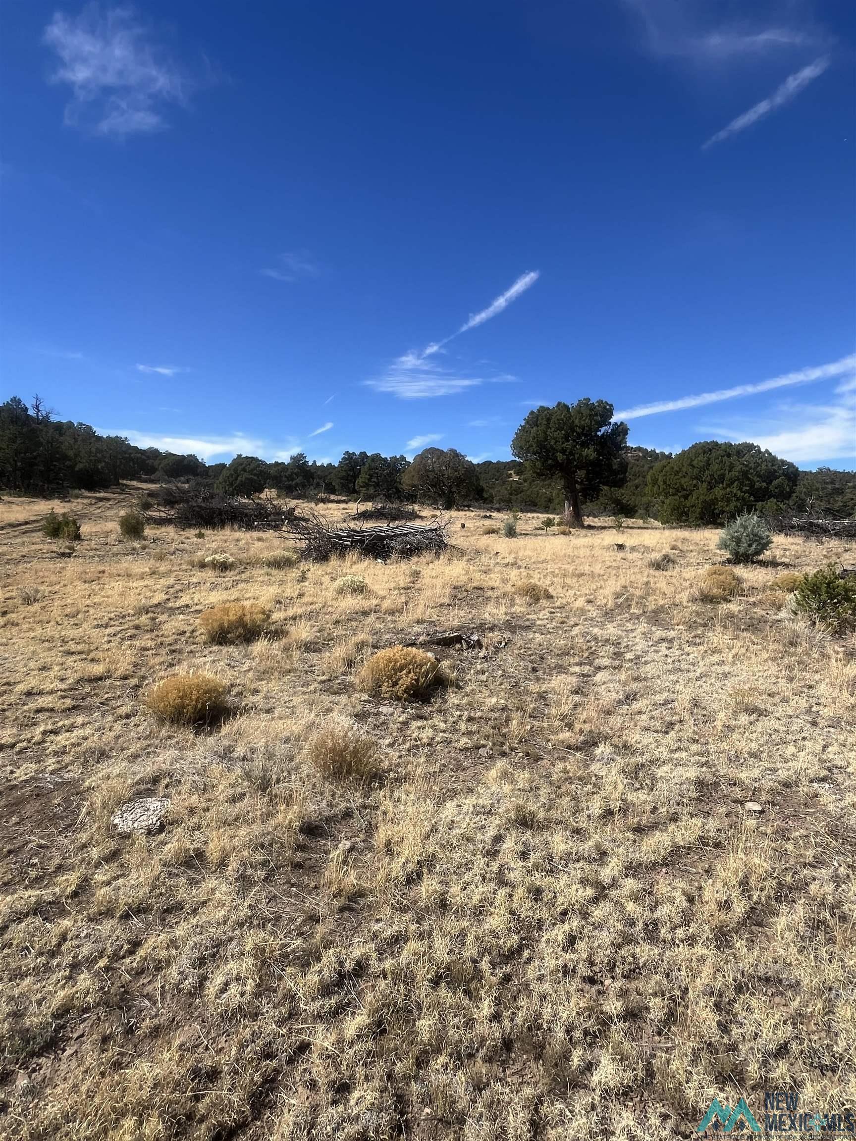 000 Forest Road 19 Road, Quemado, Texas image 26