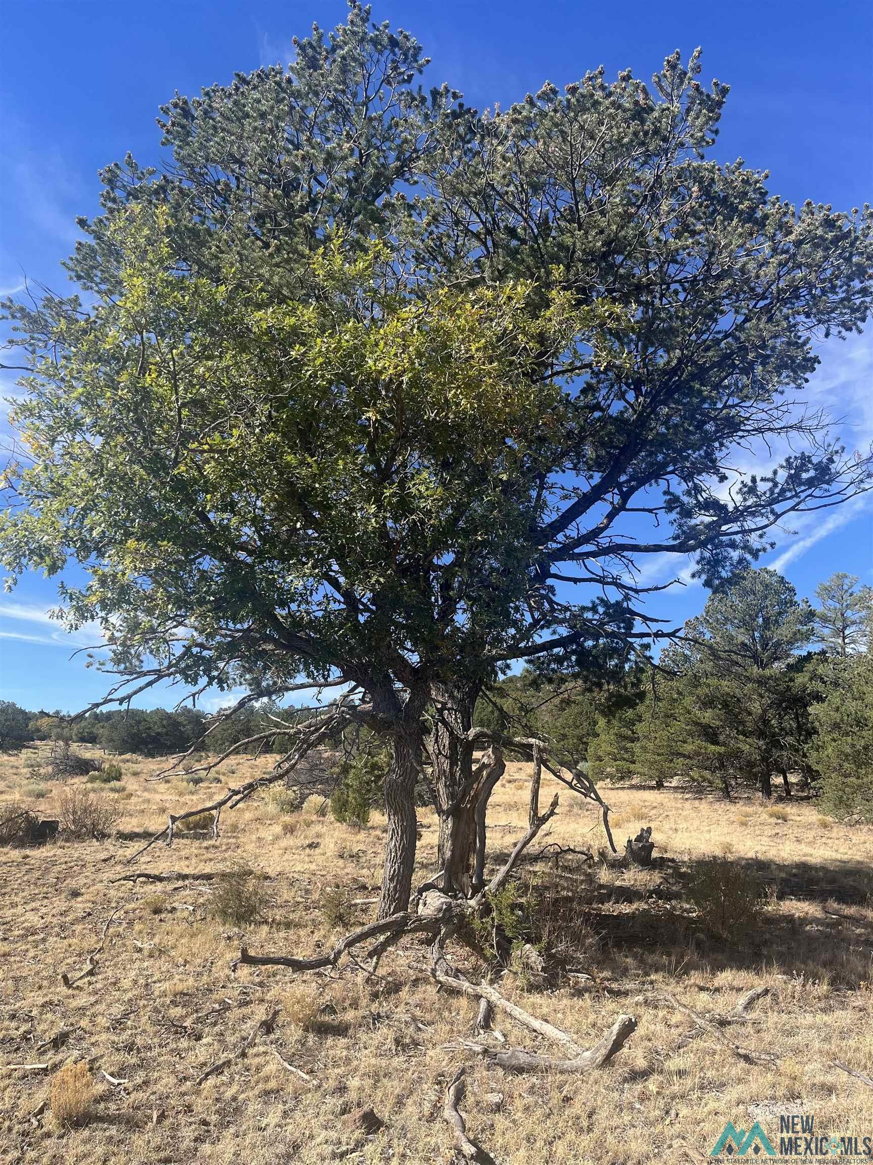 000 Forest Road 19 Road, Quemado, Texas image 5