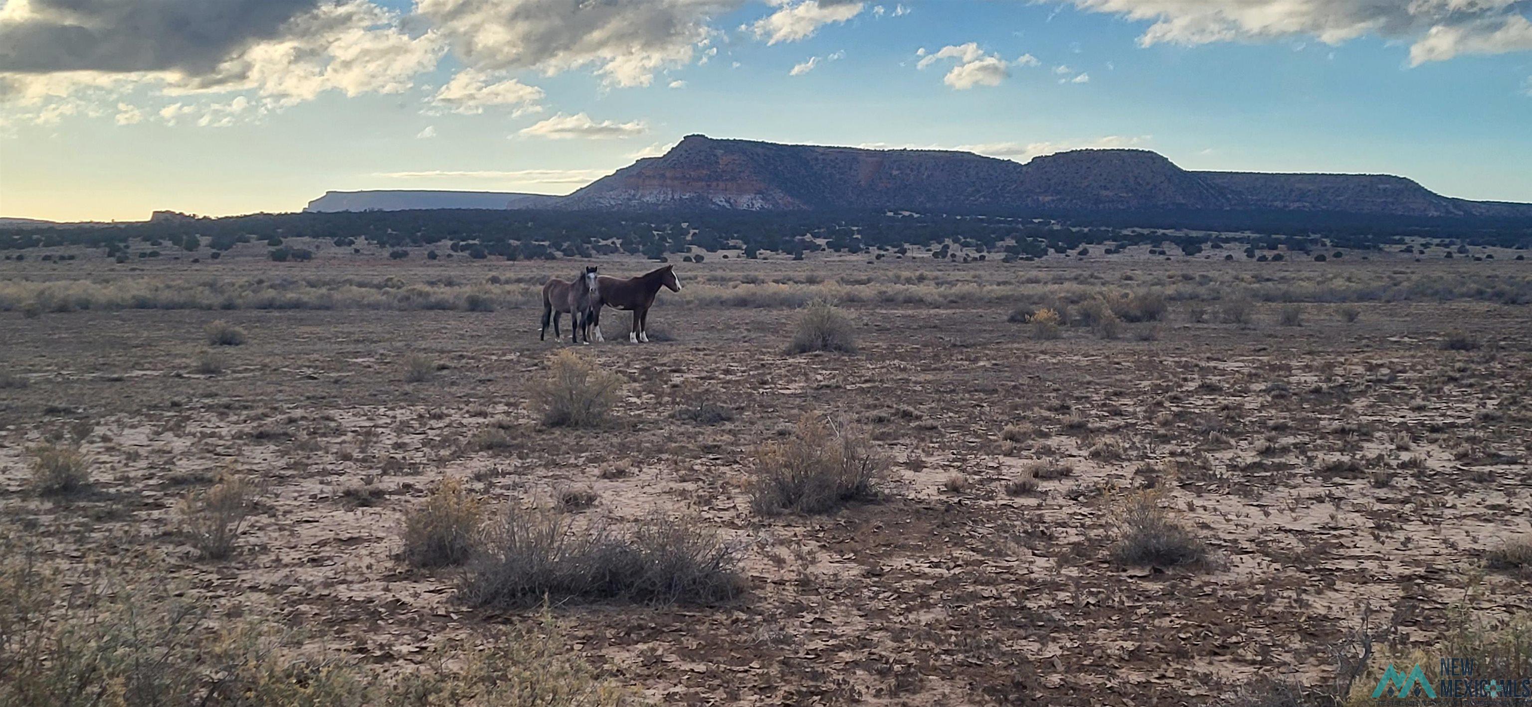 Lot 1 Red Canyon Ranches, Prewitt, New Mexico image 11