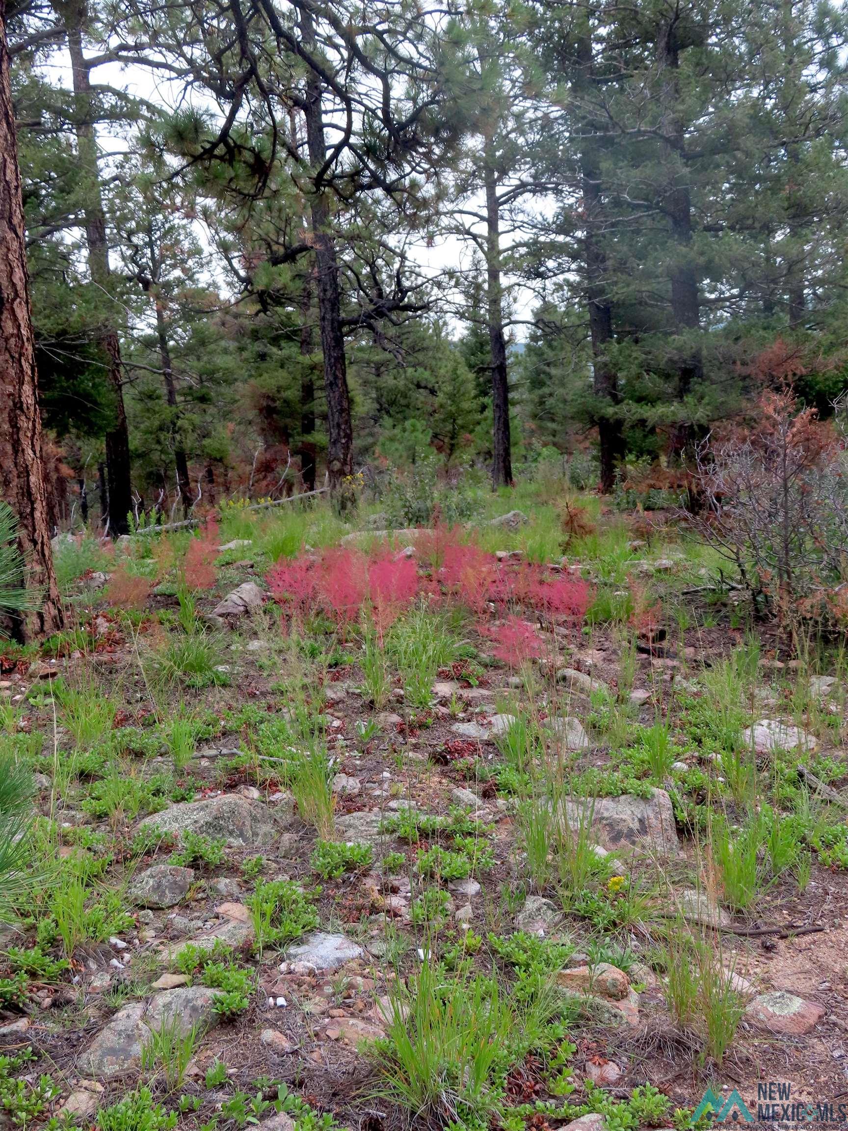 1045 Ac Ctc Ranch Road, Mora, New Mexico image 33