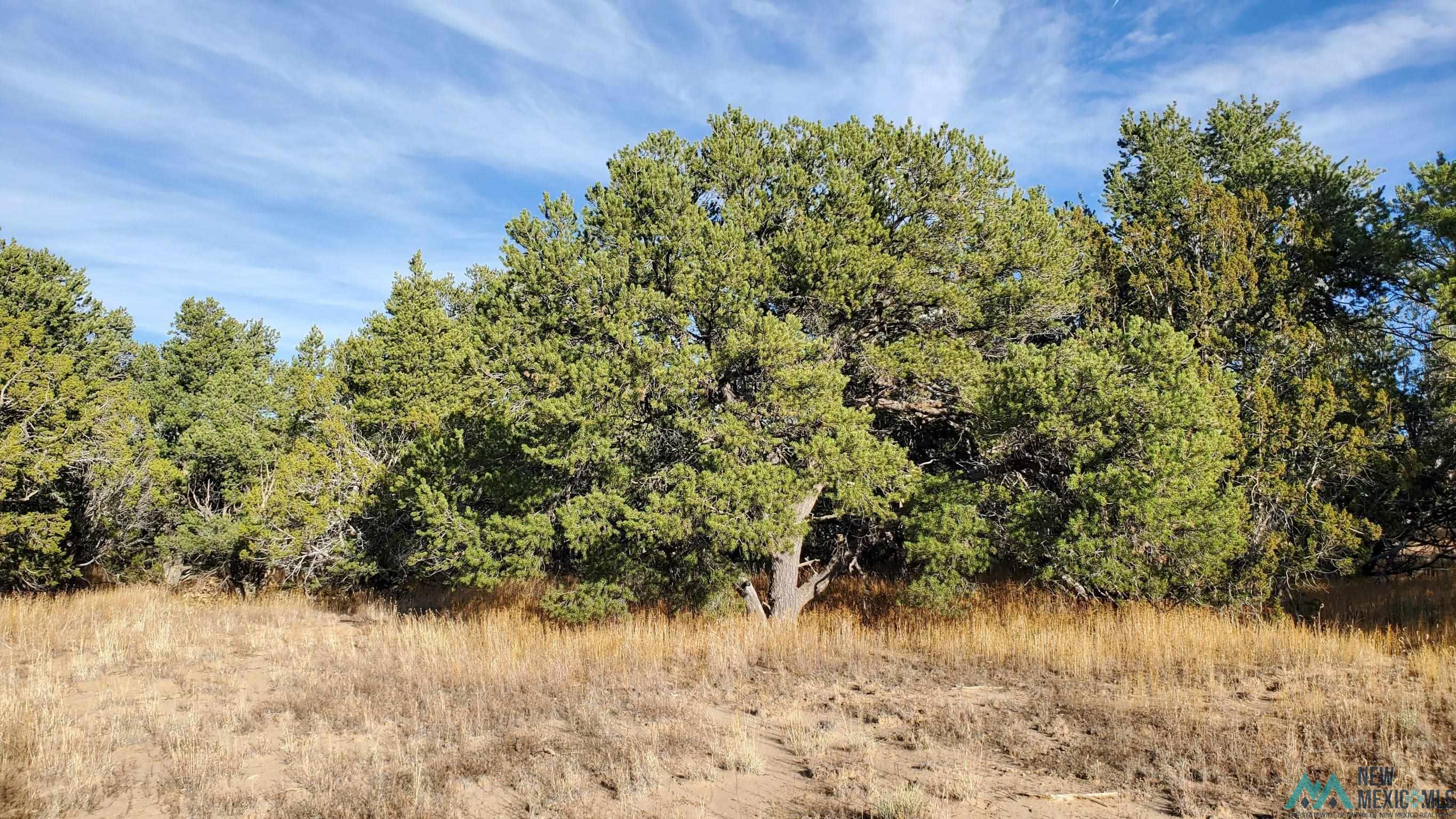 205 Vista Grande Road, Pie Town, New Mexico image 13