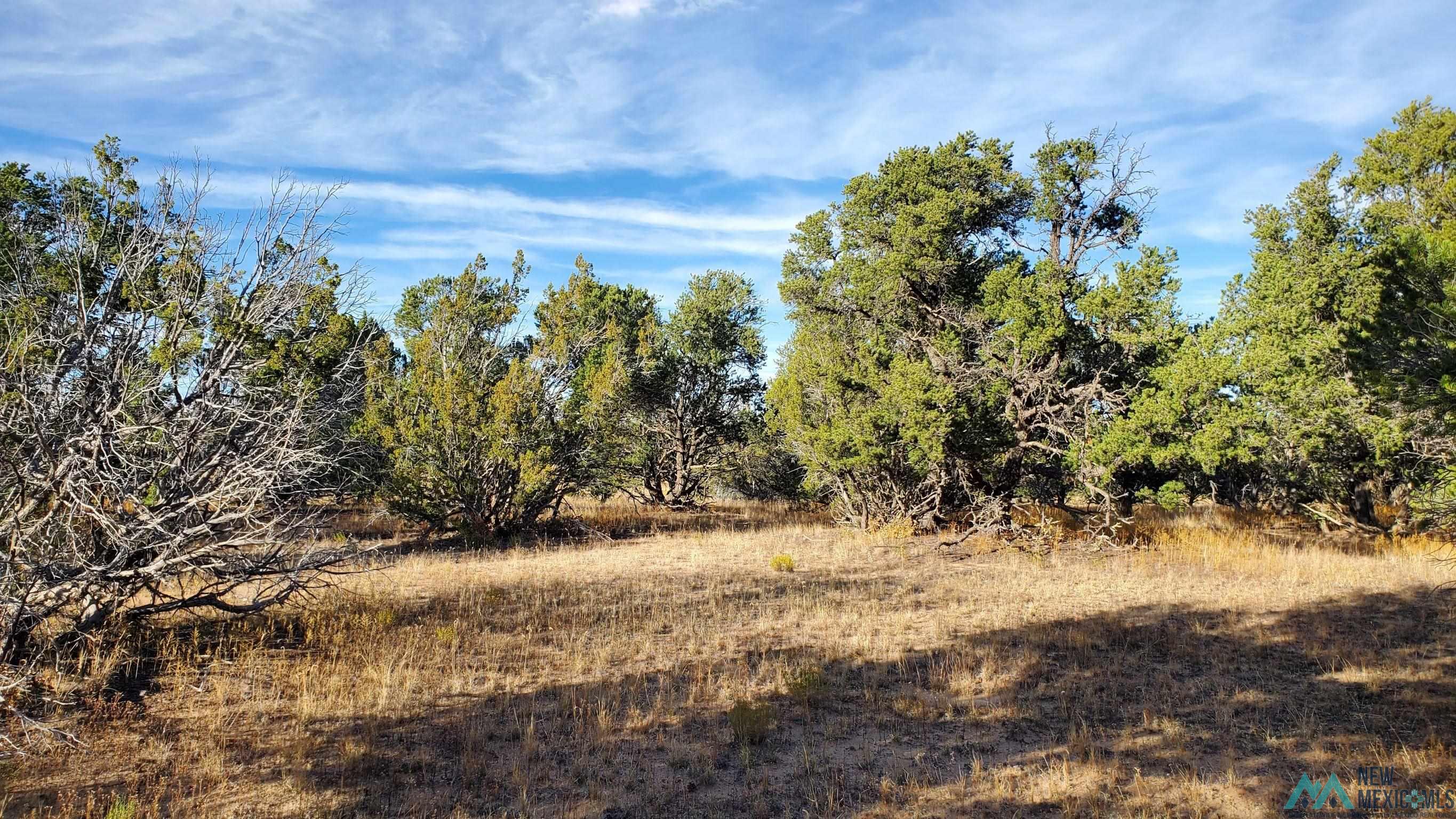 205 Vista Grande Road, Pie Town, New Mexico image 8