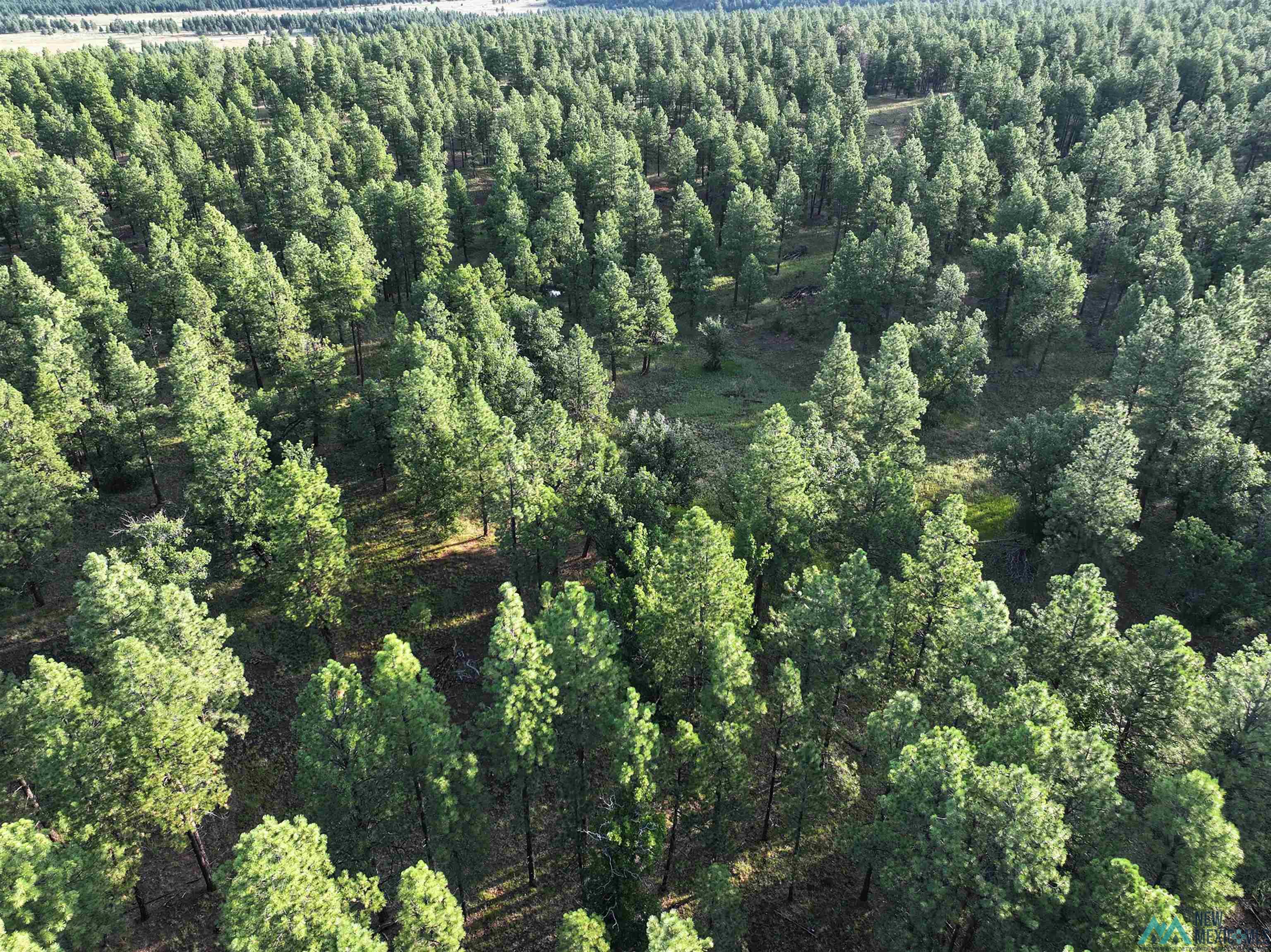 000 Forest Road 157, Bluewater, Texas image 9