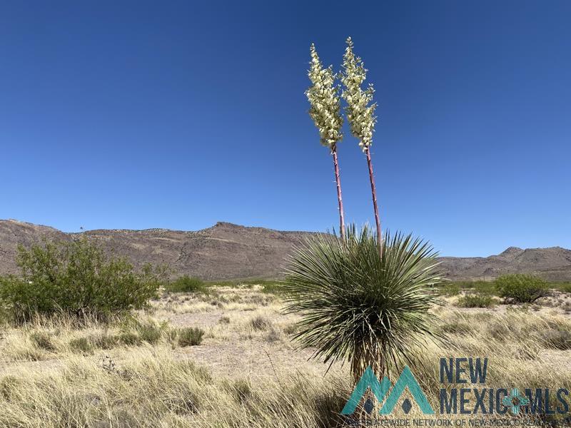 TBD N Deer Leap Road, Rodeo, Texas image 3