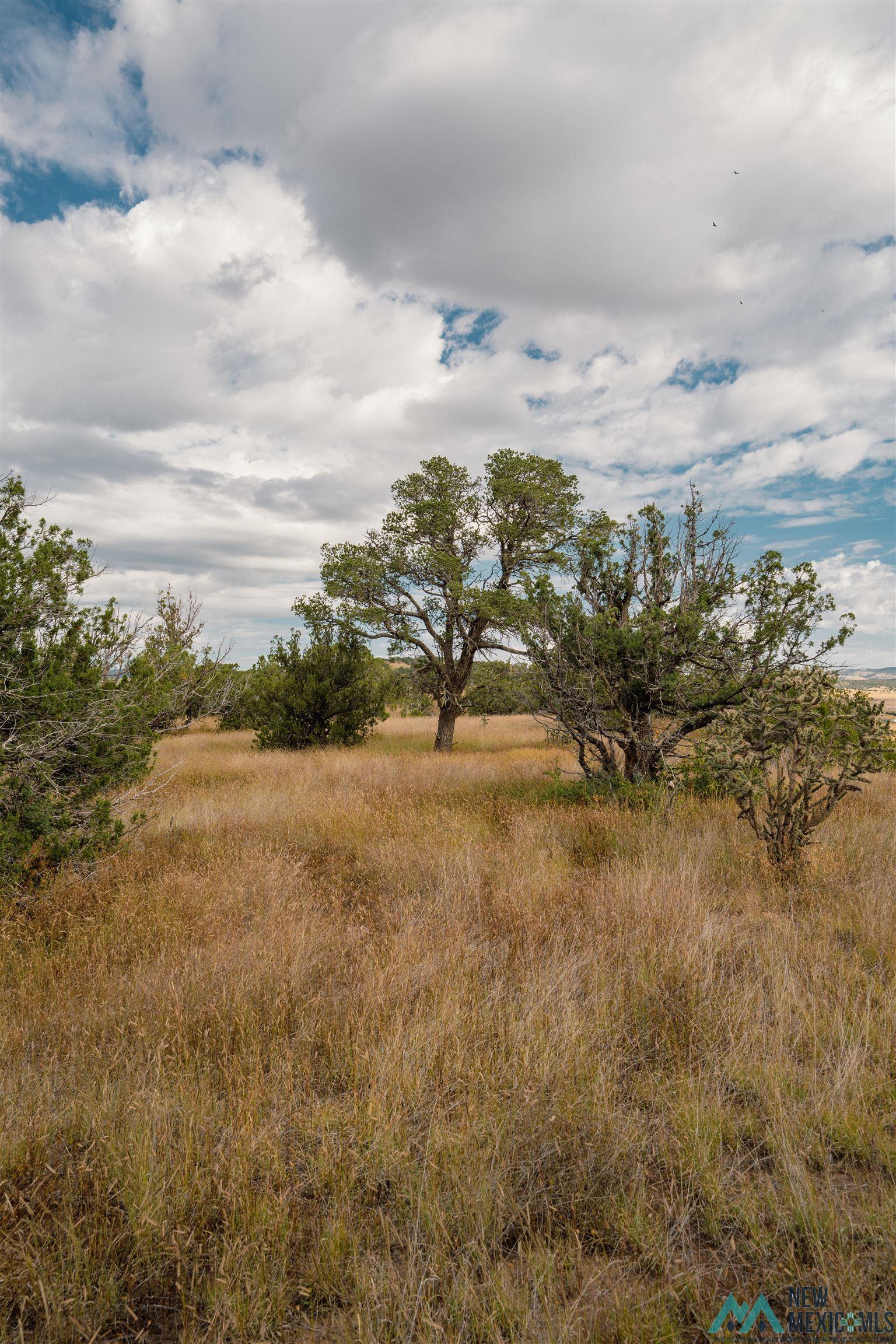 TBD 246 Highway, Capitan, Texas image 39