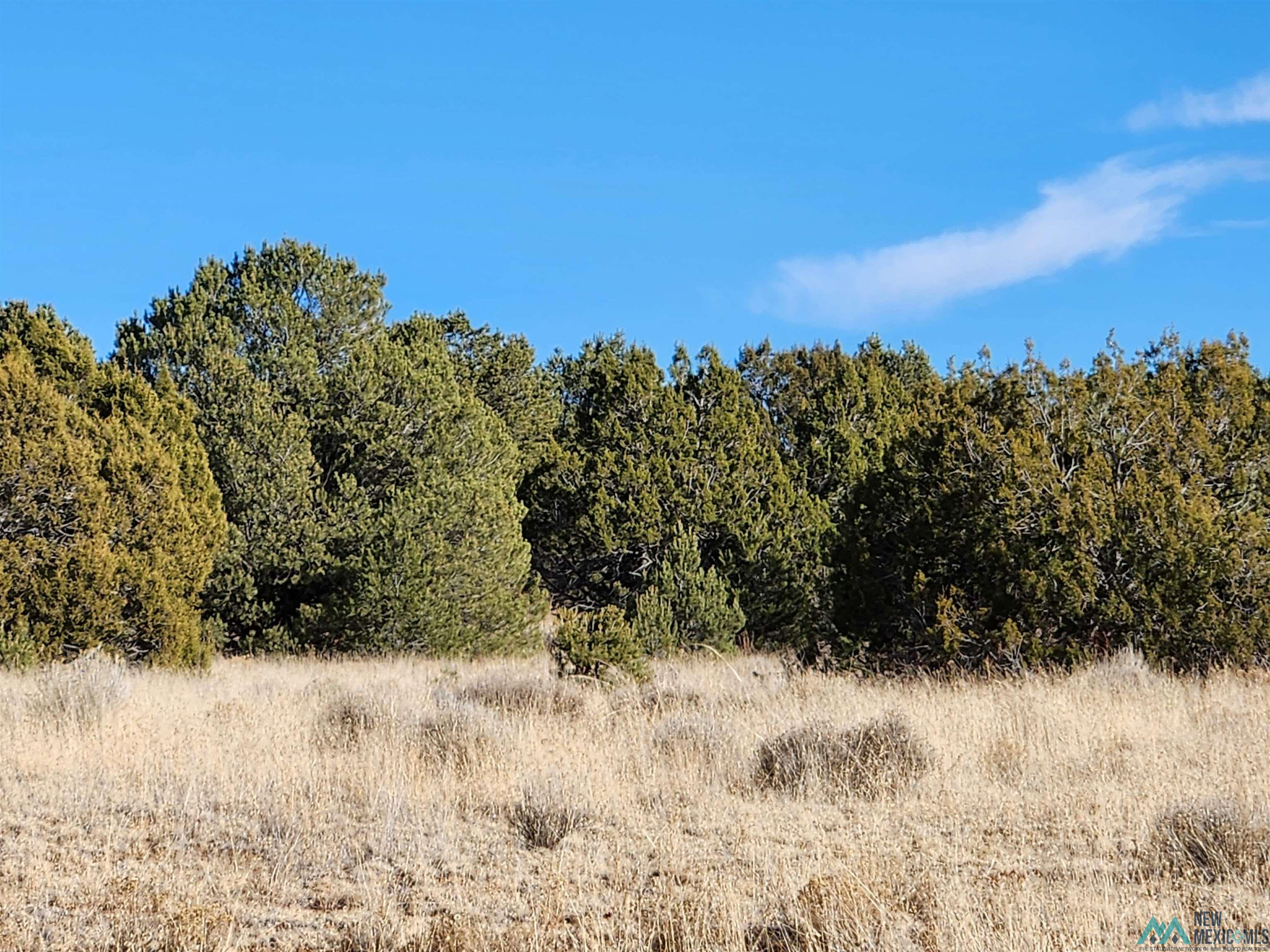 Ponderosa Ranches Road, Pie Town, New Mexico image 11