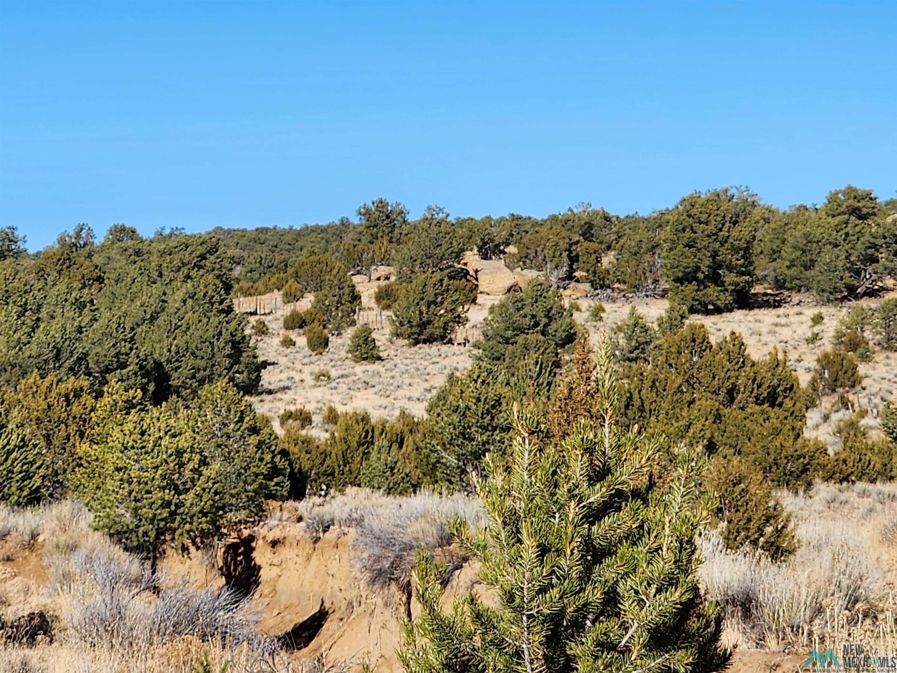 Ponderosa Ranches Road, Pie Town, New Mexico image 1