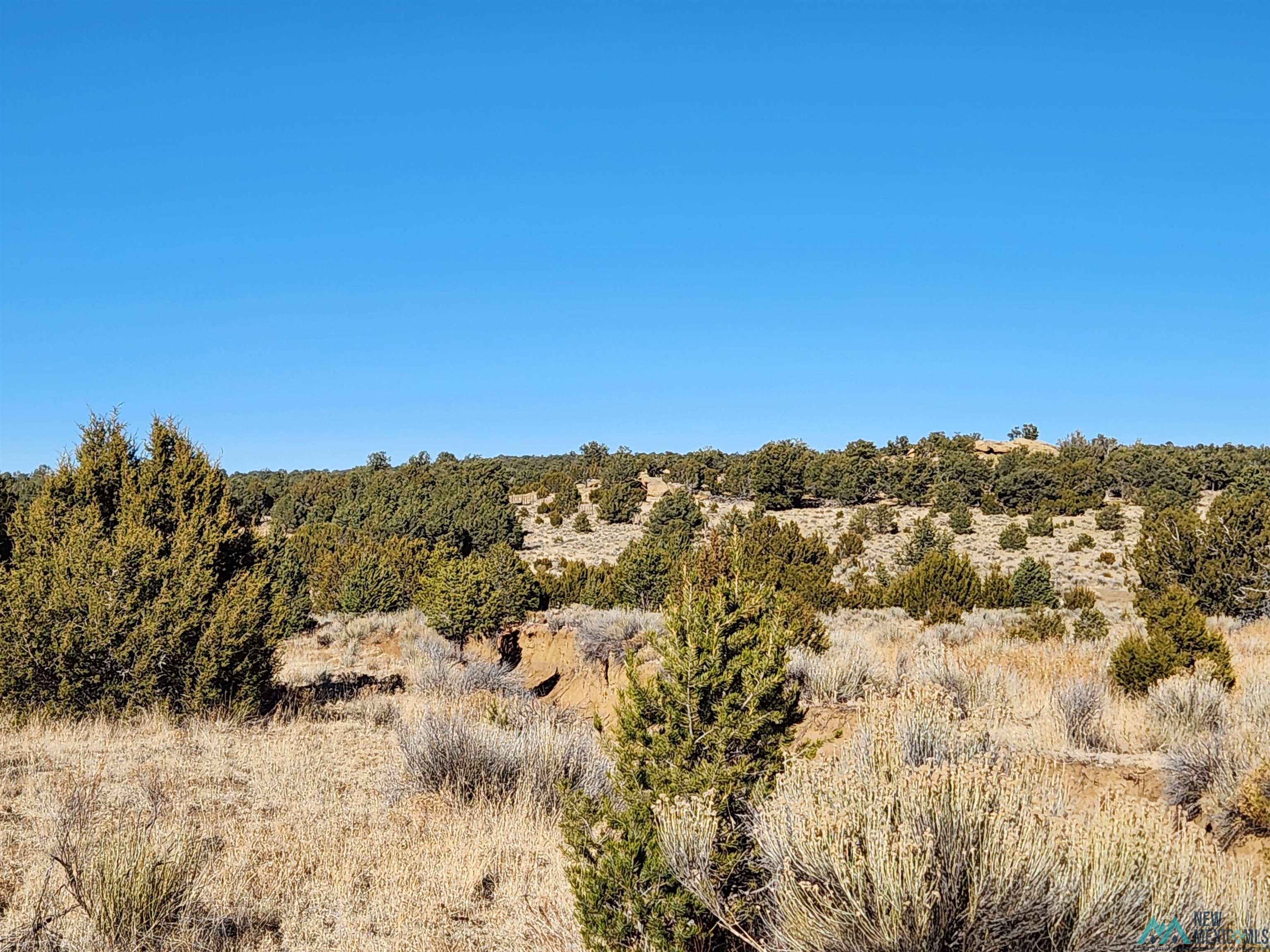 Ponderosa Ranches Road, Pie Town, New Mexico image 4