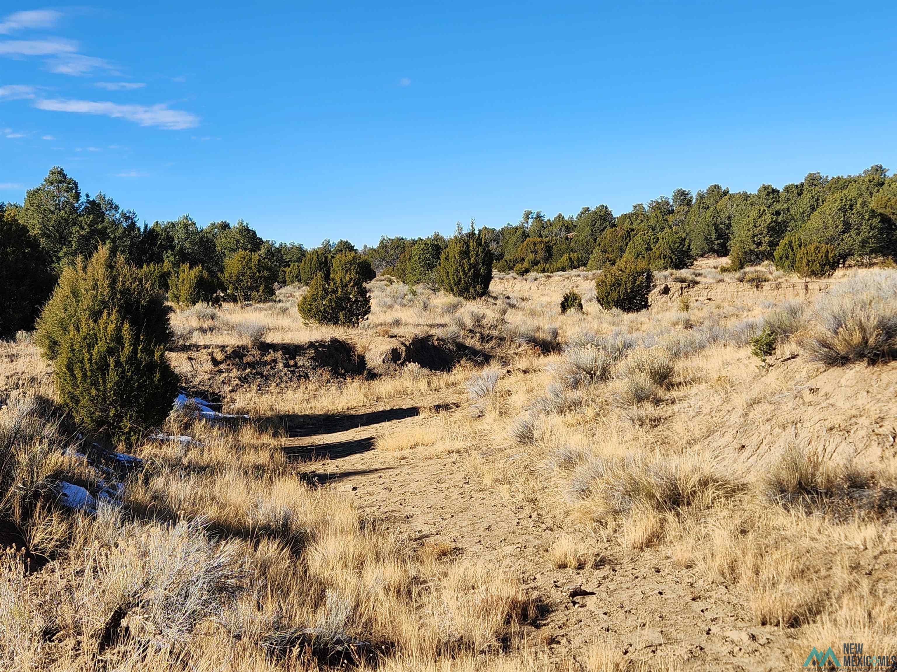 Ponderosa Ranches Road, Pie Town, New Mexico image 6