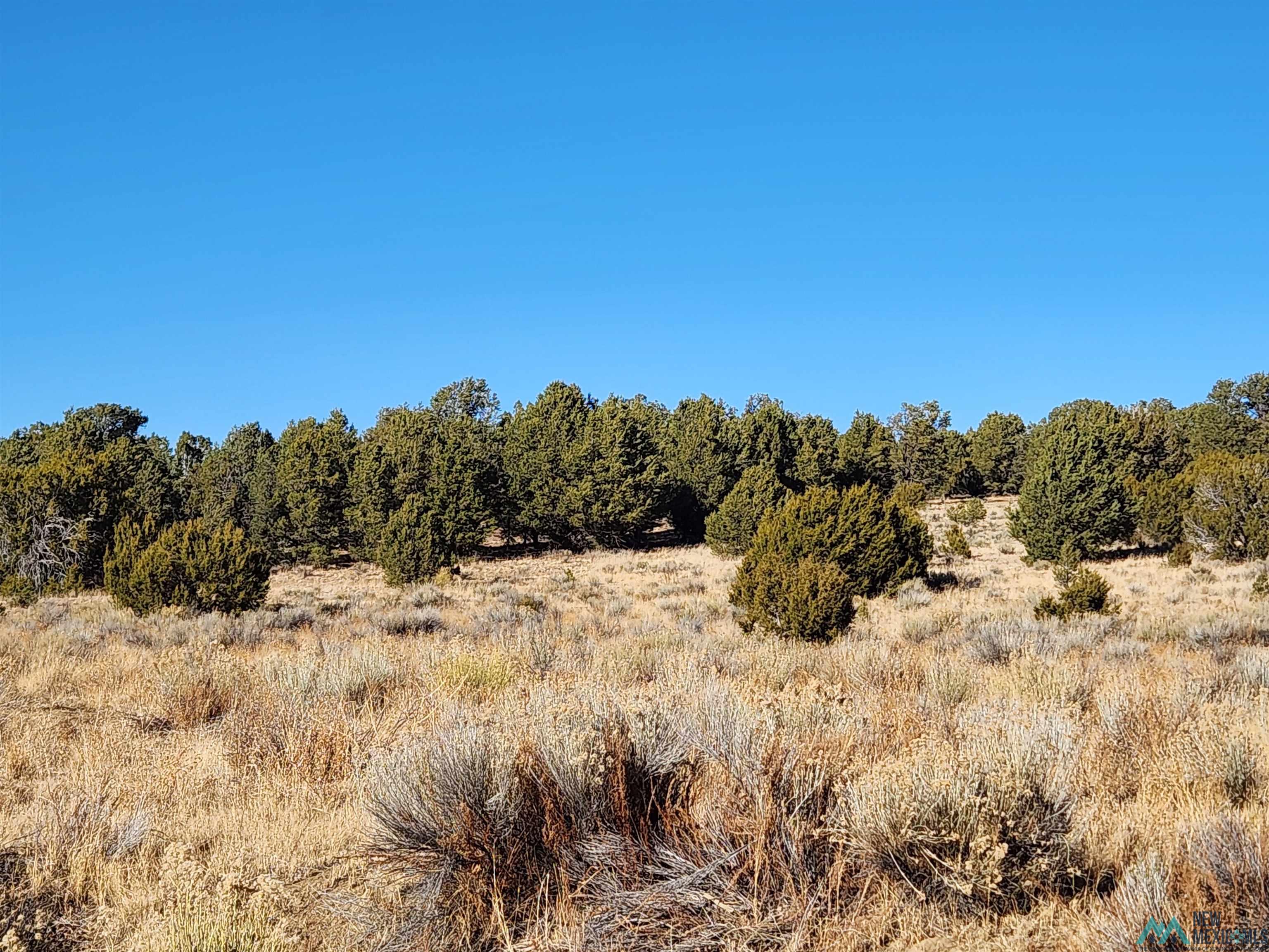 Ponderosa Ranches Road, Pie Town, New Mexico image 10