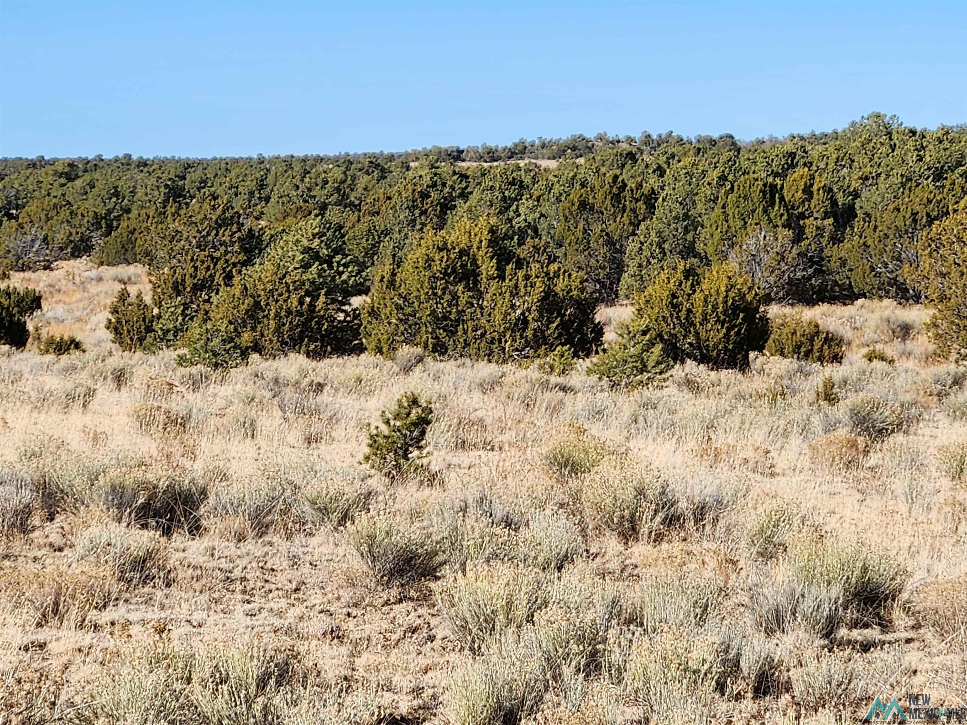 Ponderosa Ranches Road, Pie Town, New Mexico image 9