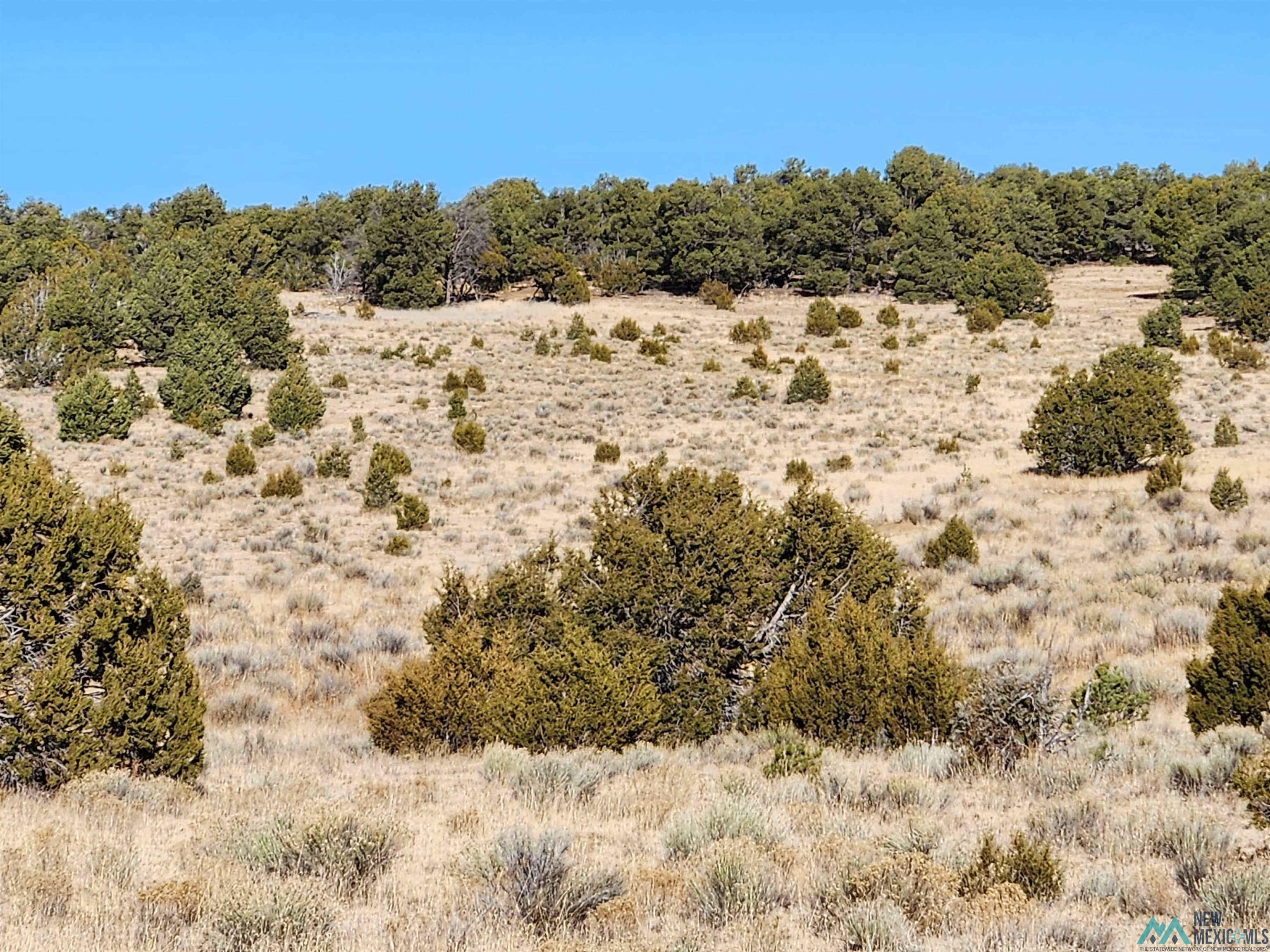 Ponderosa Ranches Road, Pie Town, New Mexico image 8