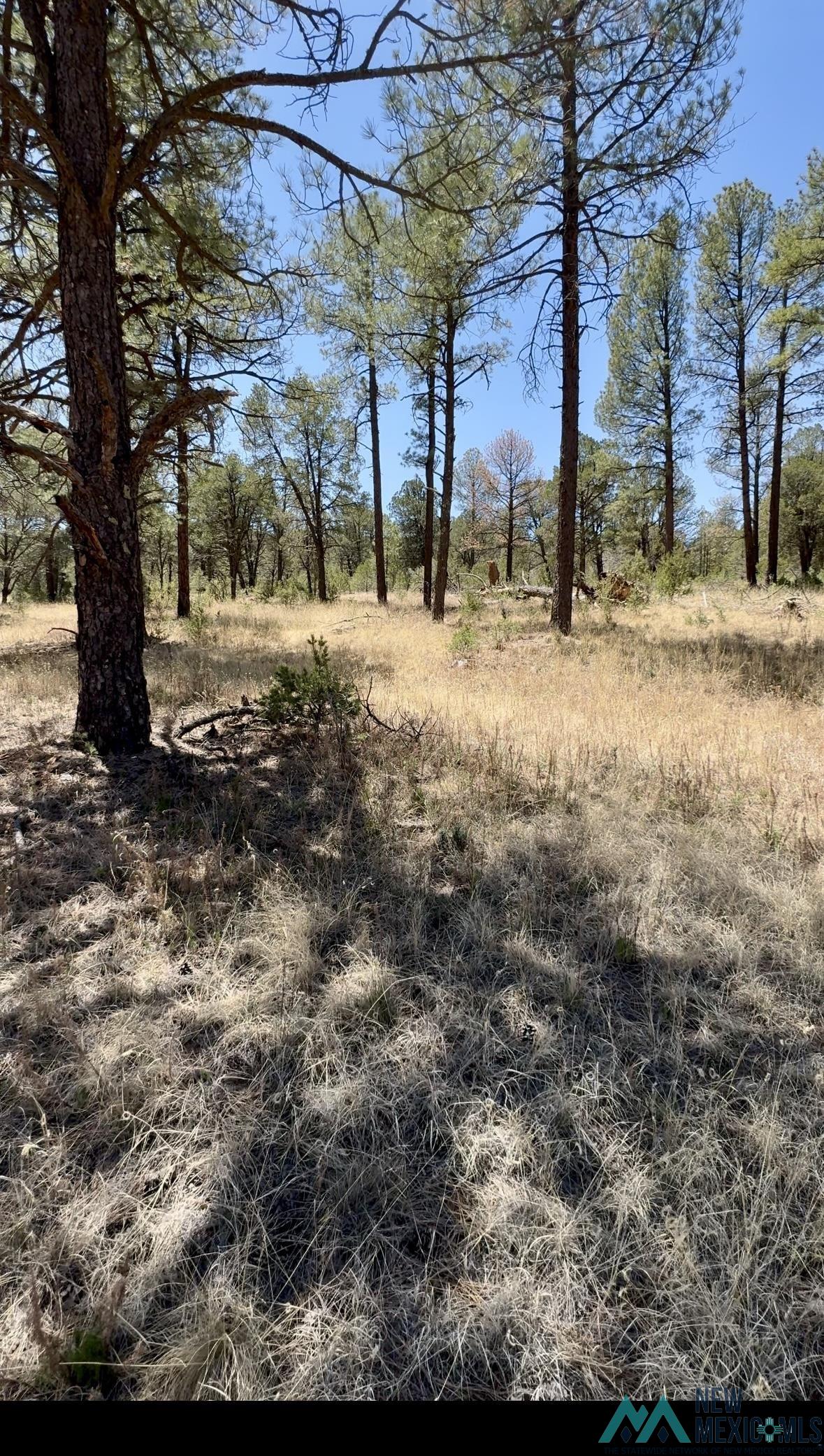Lot7 Surcingle Avenue, Timberon, Texas image 7