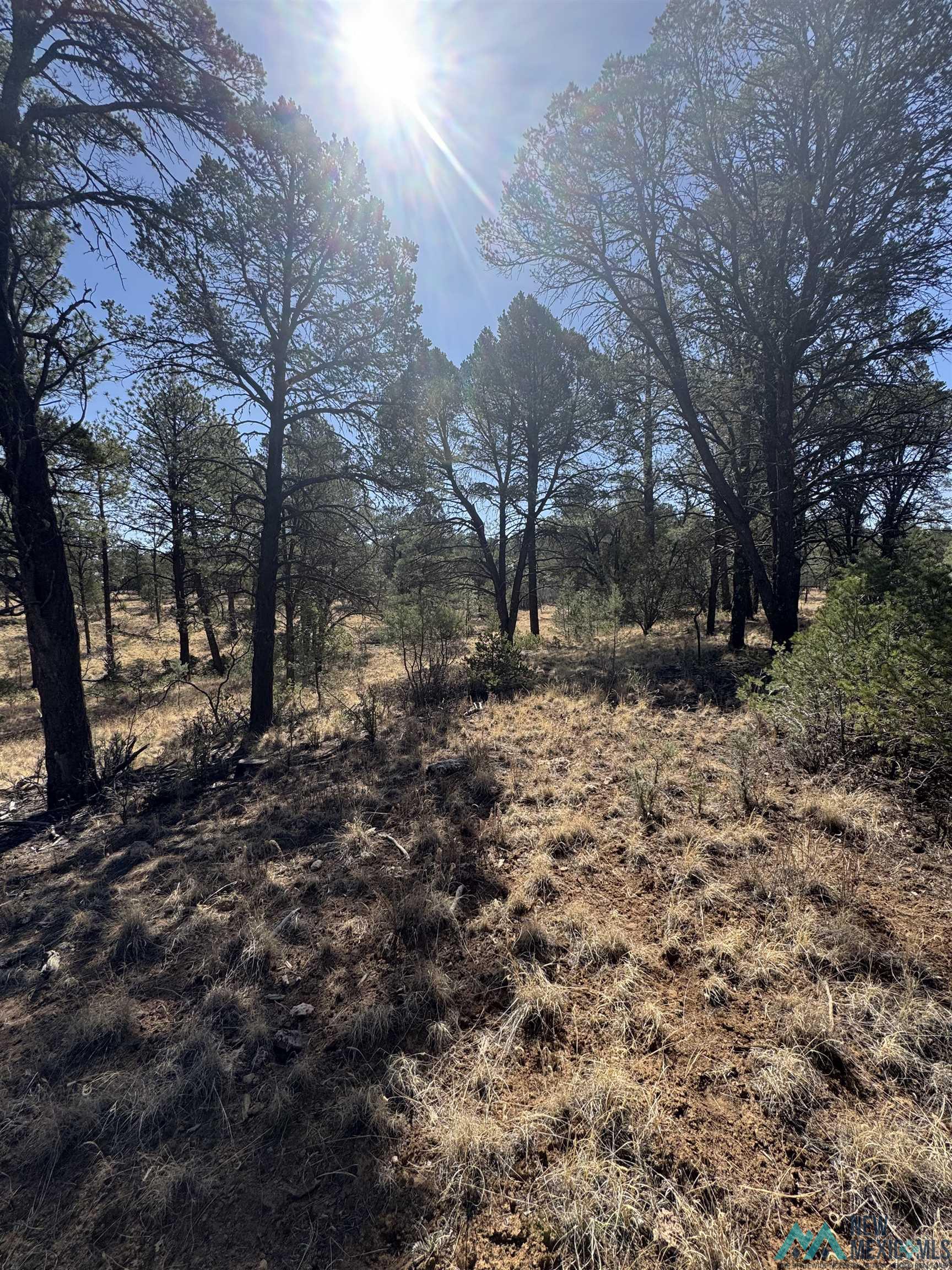 Lot7 Surcingle Avenue, Timberon, Texas image 9