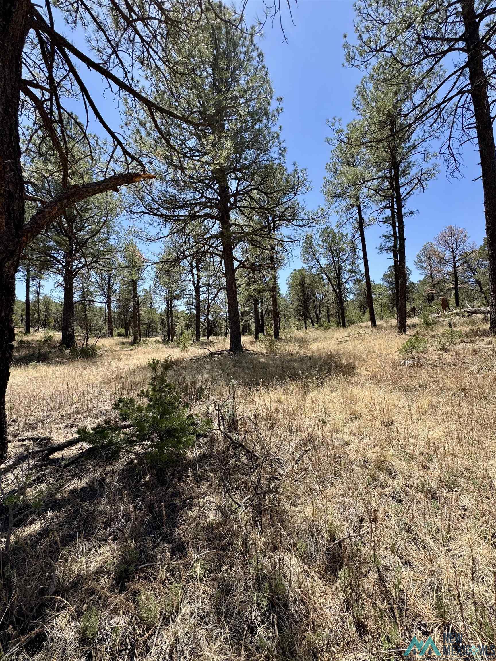 Lot7 Surcingle Avenue, Timberon, Texas image 6
