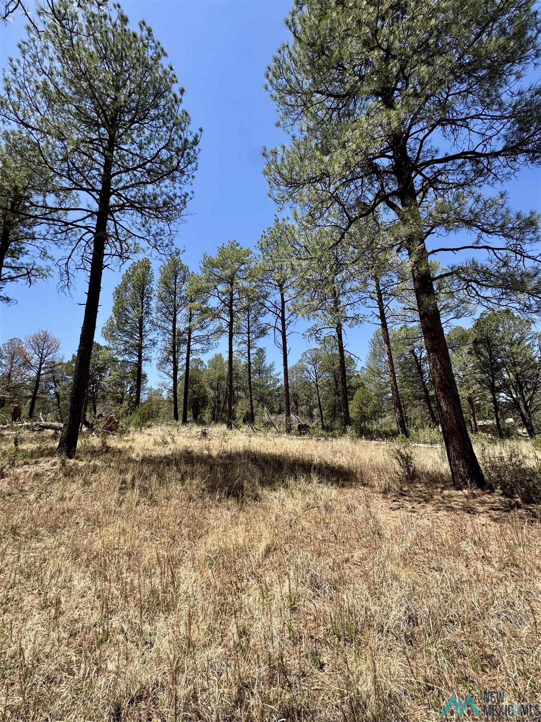 Lot7 Surcingle Avenue, Timberon, Texas image 3