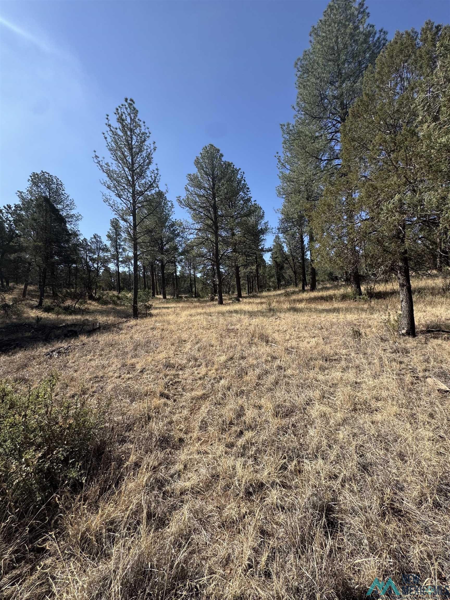 Lot7 Surcingle Avenue, Timberon, Texas image 5