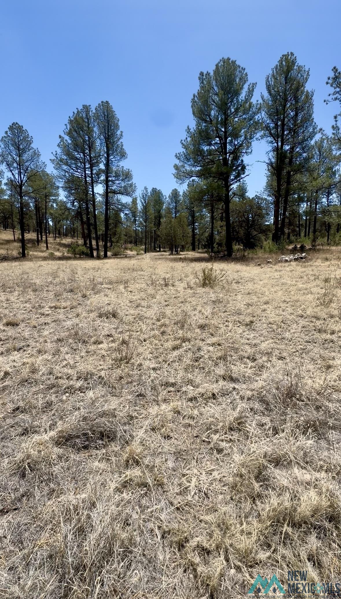 Lot7 Surcingle Avenue, Timberon, Texas image 1