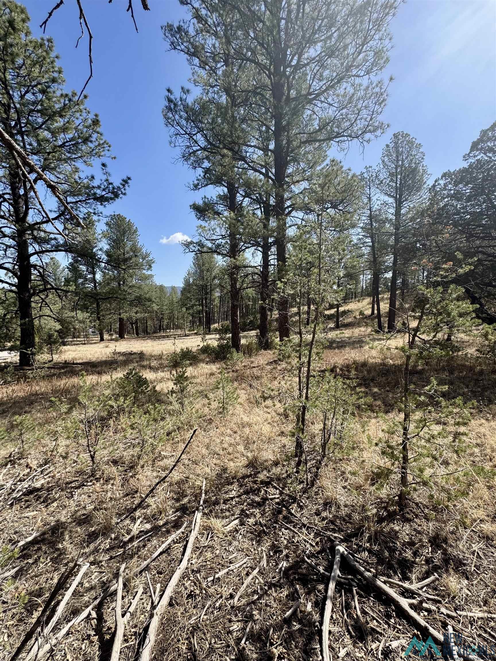Lot7 Surcingle Avenue, Timberon, Texas image 8