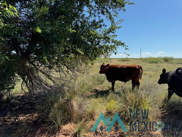 5900 Quay Road Ag Road, Tucumcari, Texas image 8