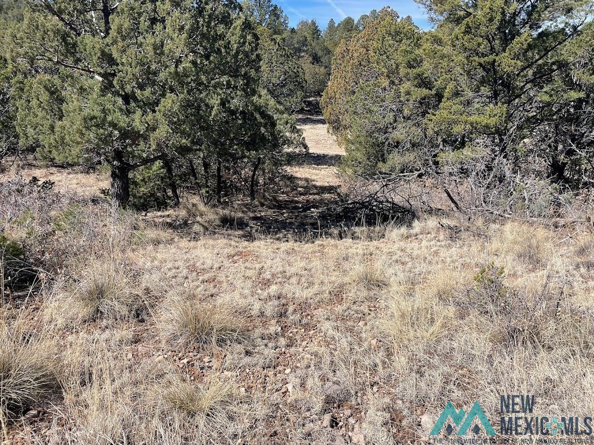 Lot 28 Bronco Drive, Timberon, New Mexico image 5