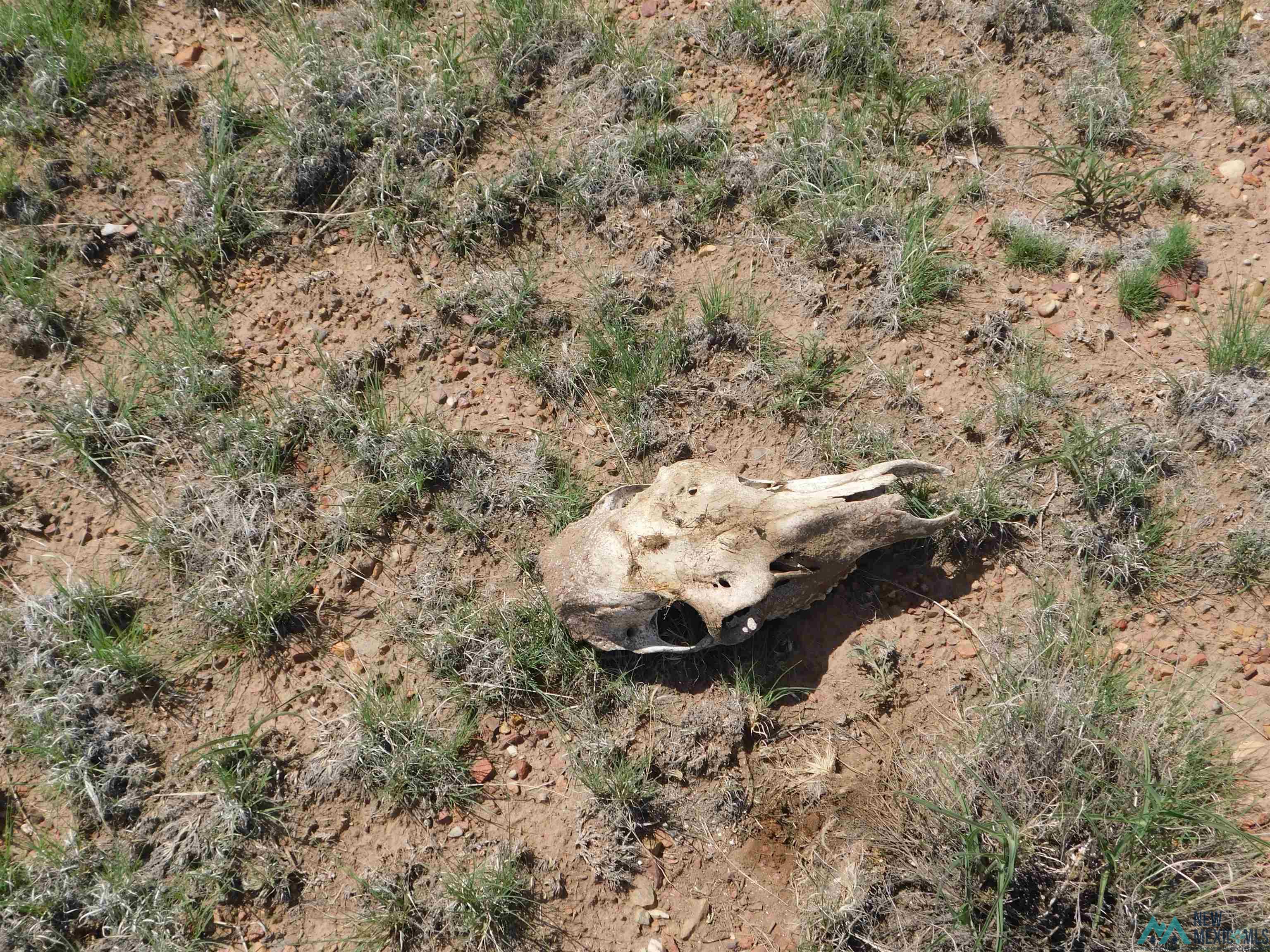 LOT 87 Dove Road, Quemado, New Mexico image 10