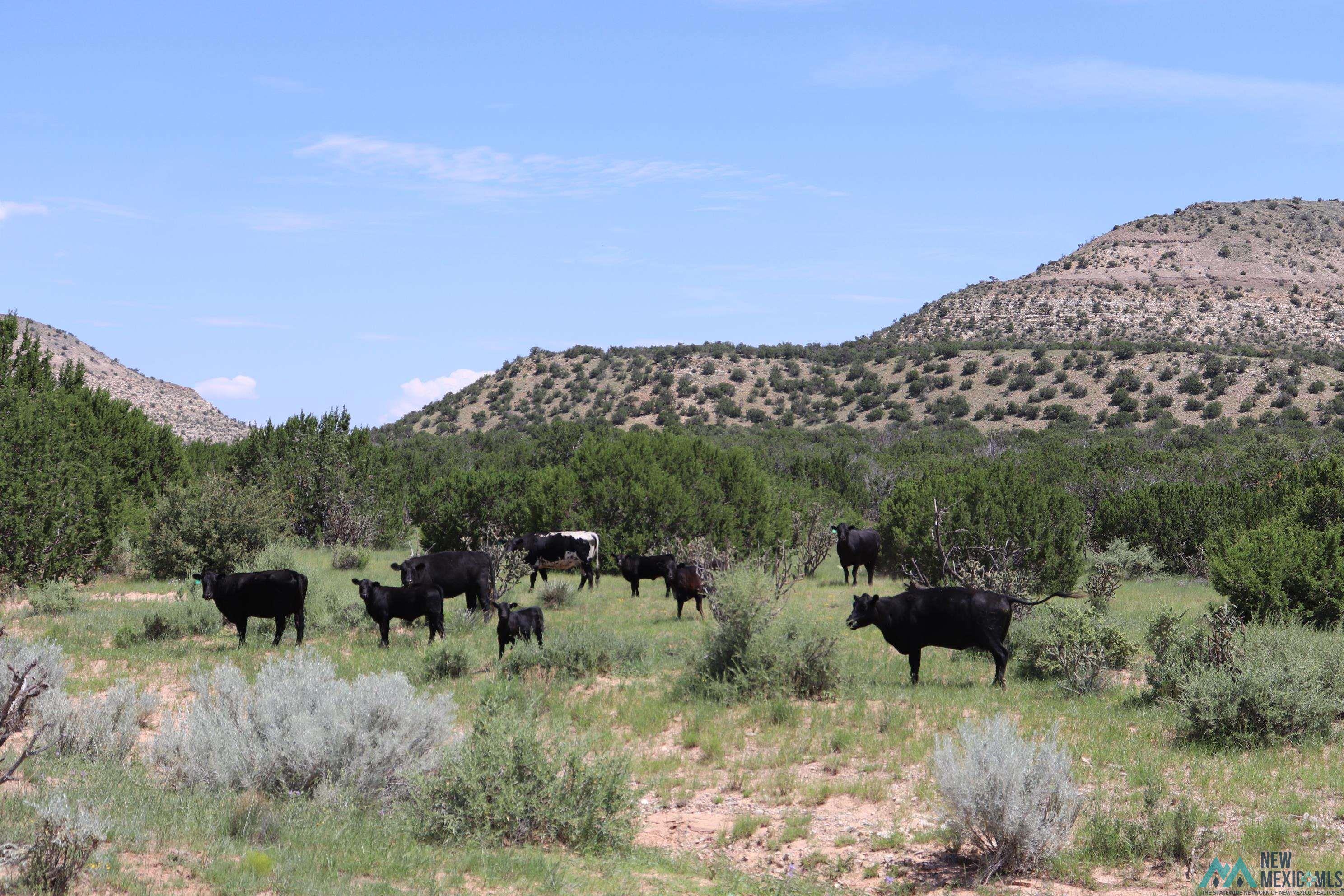 122 County Road B001 Road, Mountainair, Texas image 29