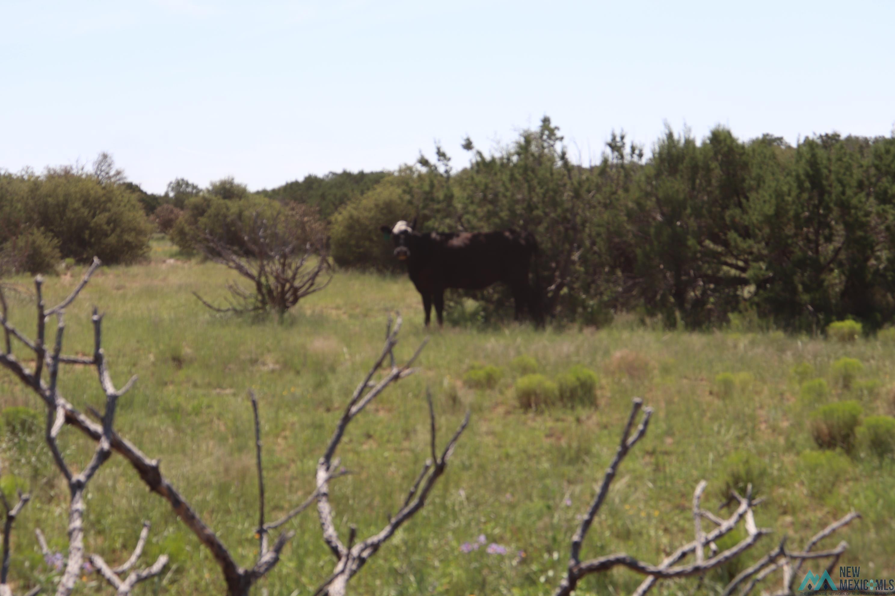 122 County Road B001 Road, Mountainair, Texas image 14