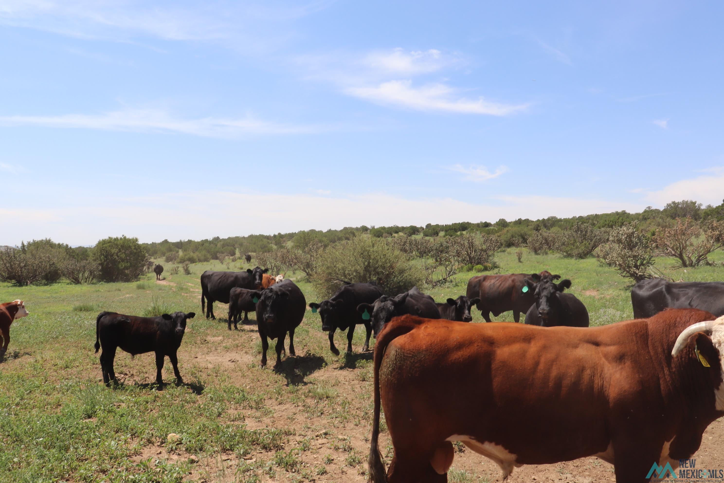 122 County Road B001 Road, Mountainair, Texas image 31