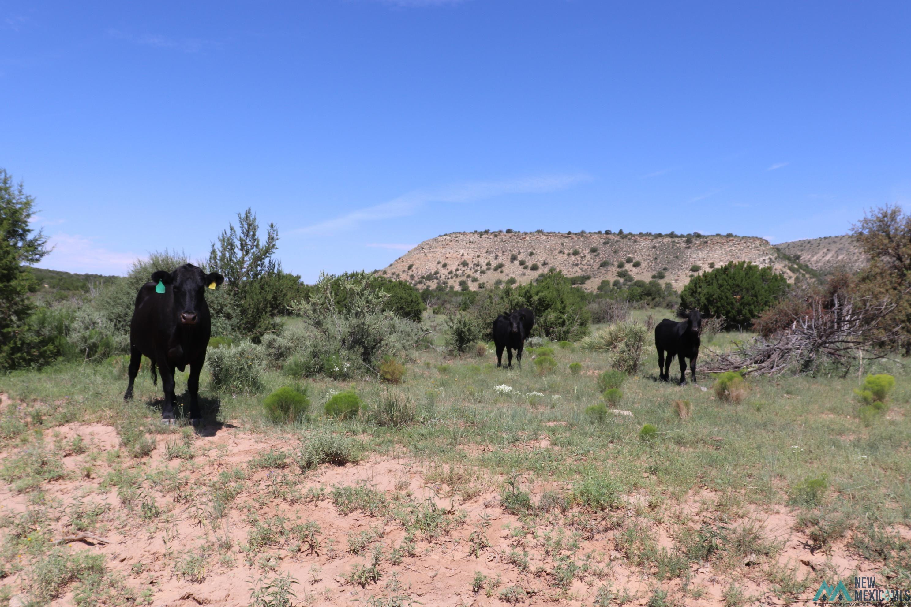 122 County Road B001 Road, Mountainair, Texas image 7